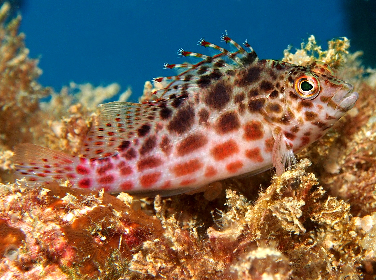 Threadfin Hawkfish - Cirrhitichthys aprinus