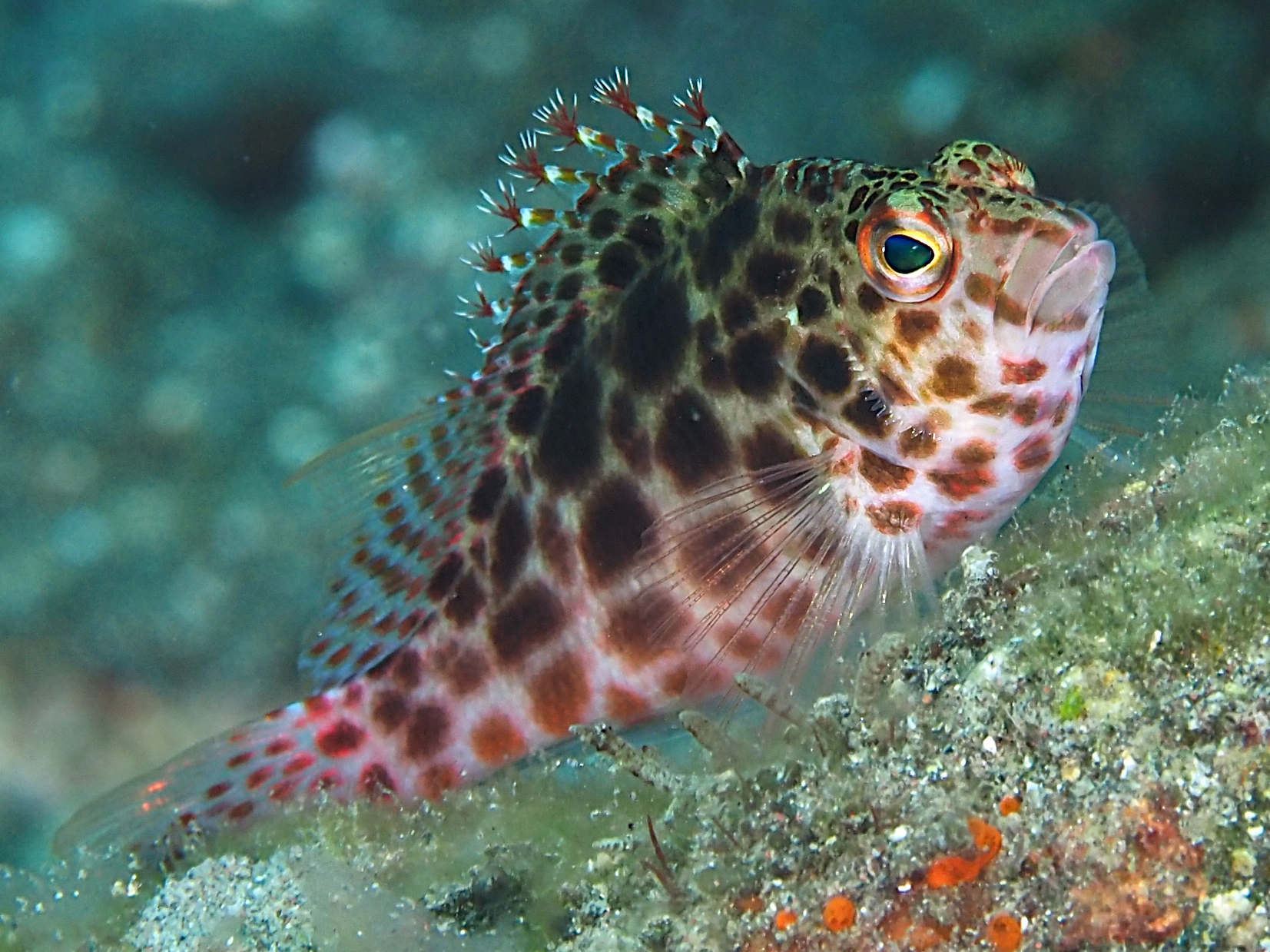 Threadfin Hawkfish - Cirrhitichthys aprinus