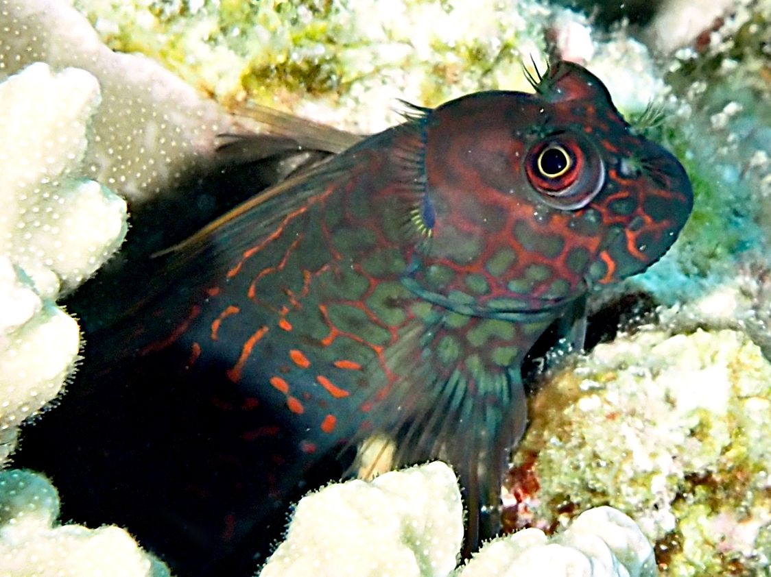 Redstreaked Blenny - Cirripectes stigmaticus - Great Barrier Reef, Australia