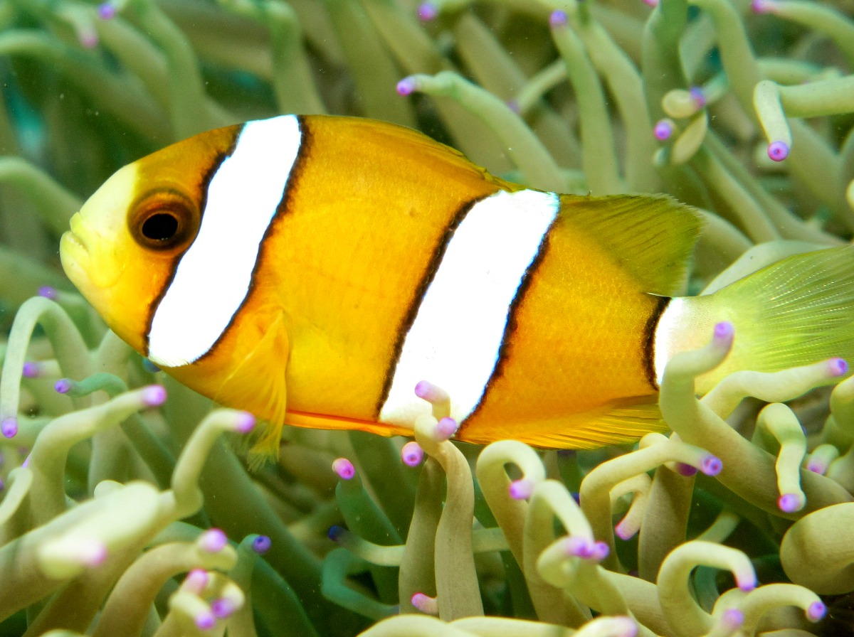 Clark's Anemonefish - Amphiprion clarkii