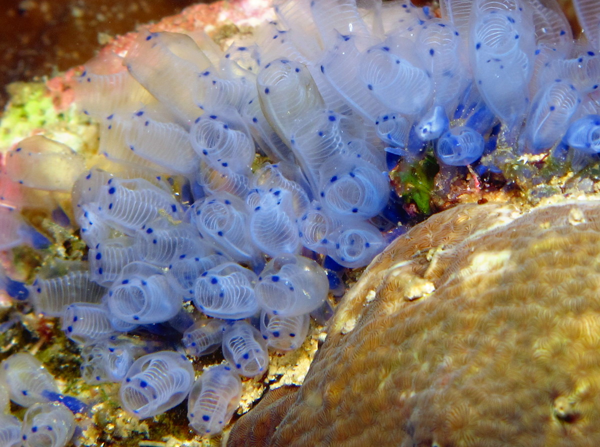 Blue Sea Squirt - Clavelina moluccensis - Dumaguete, Philippines