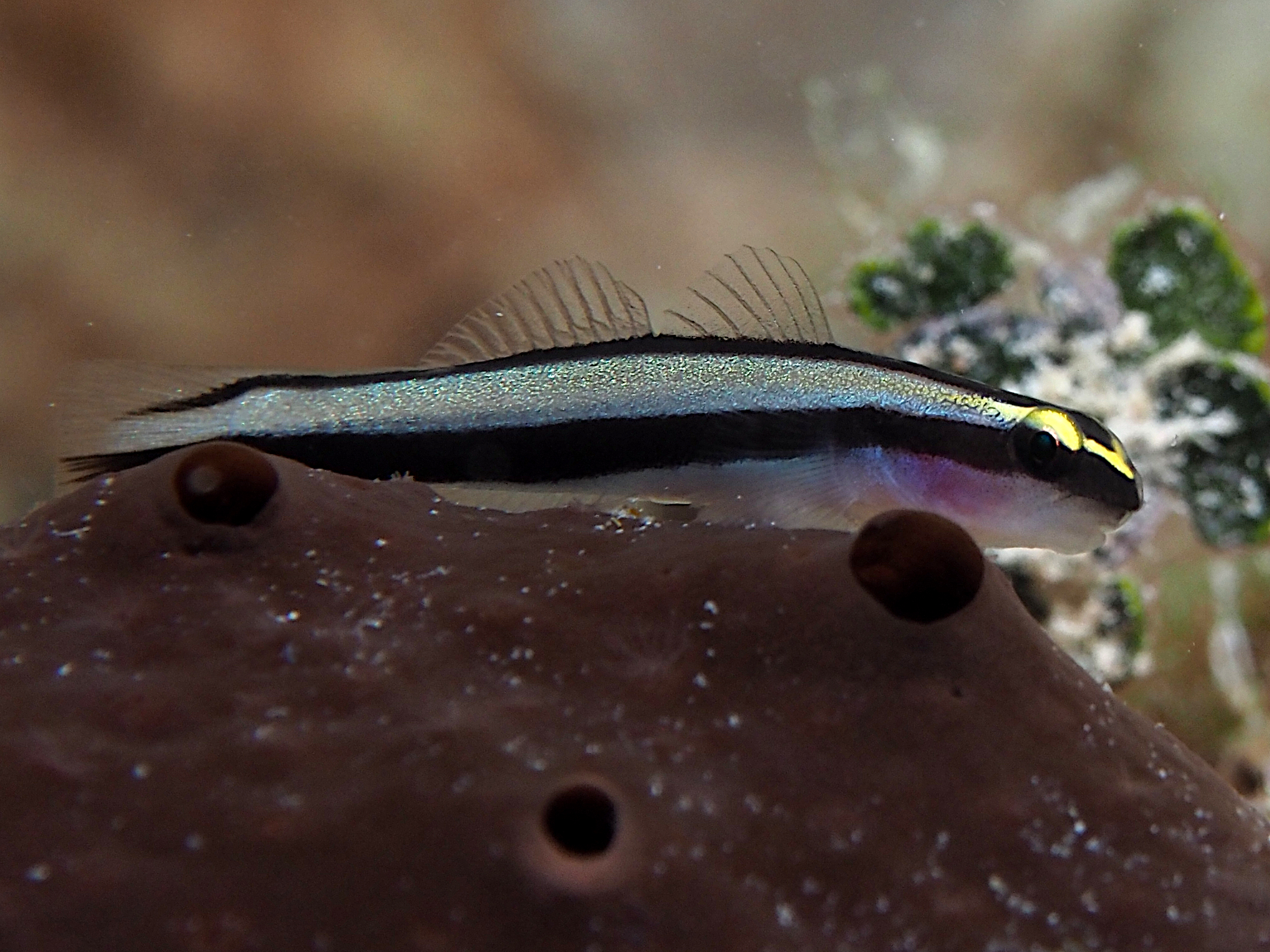 Cleaning Goby - Elacatinus genie