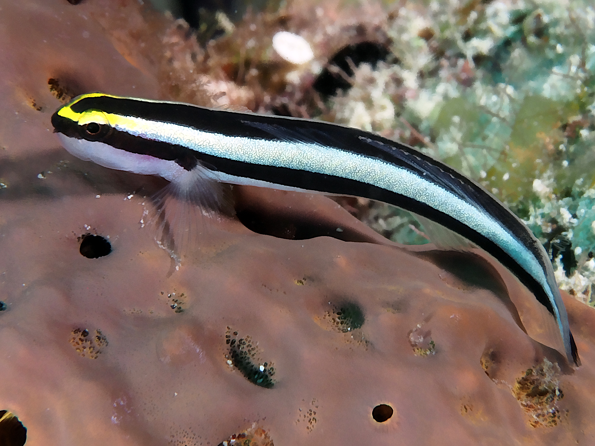 Cleaning Goby - Elacatinus genie