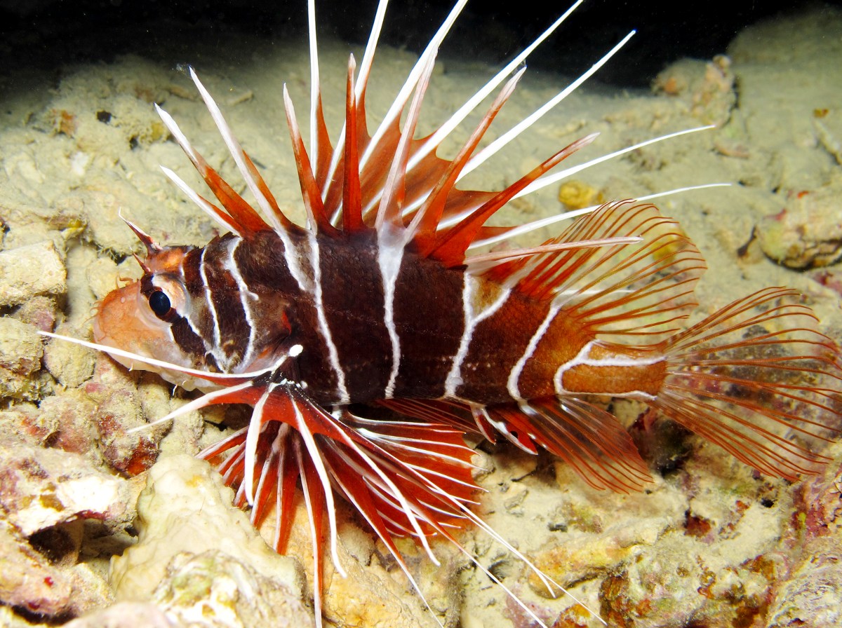 Clearfin Lionfish - Pterois radiata - Yap, Micronesia