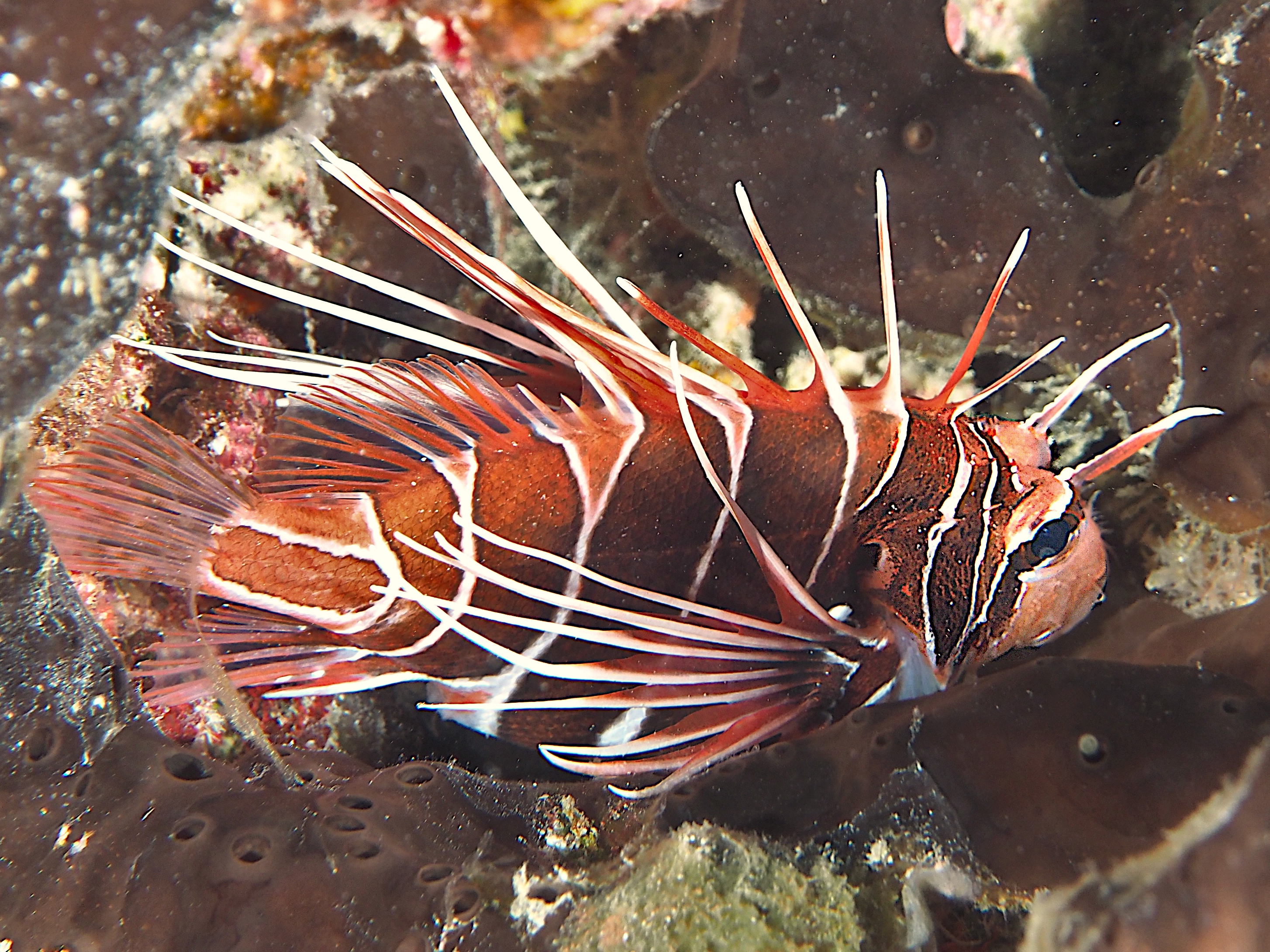 Clearfin Lionfish - Pterois radiata