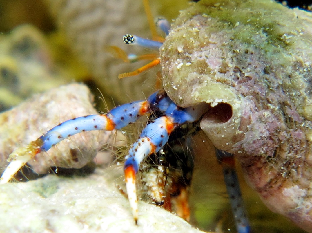 Blue-Legged Hermit Crab - Clibanarius tricolor