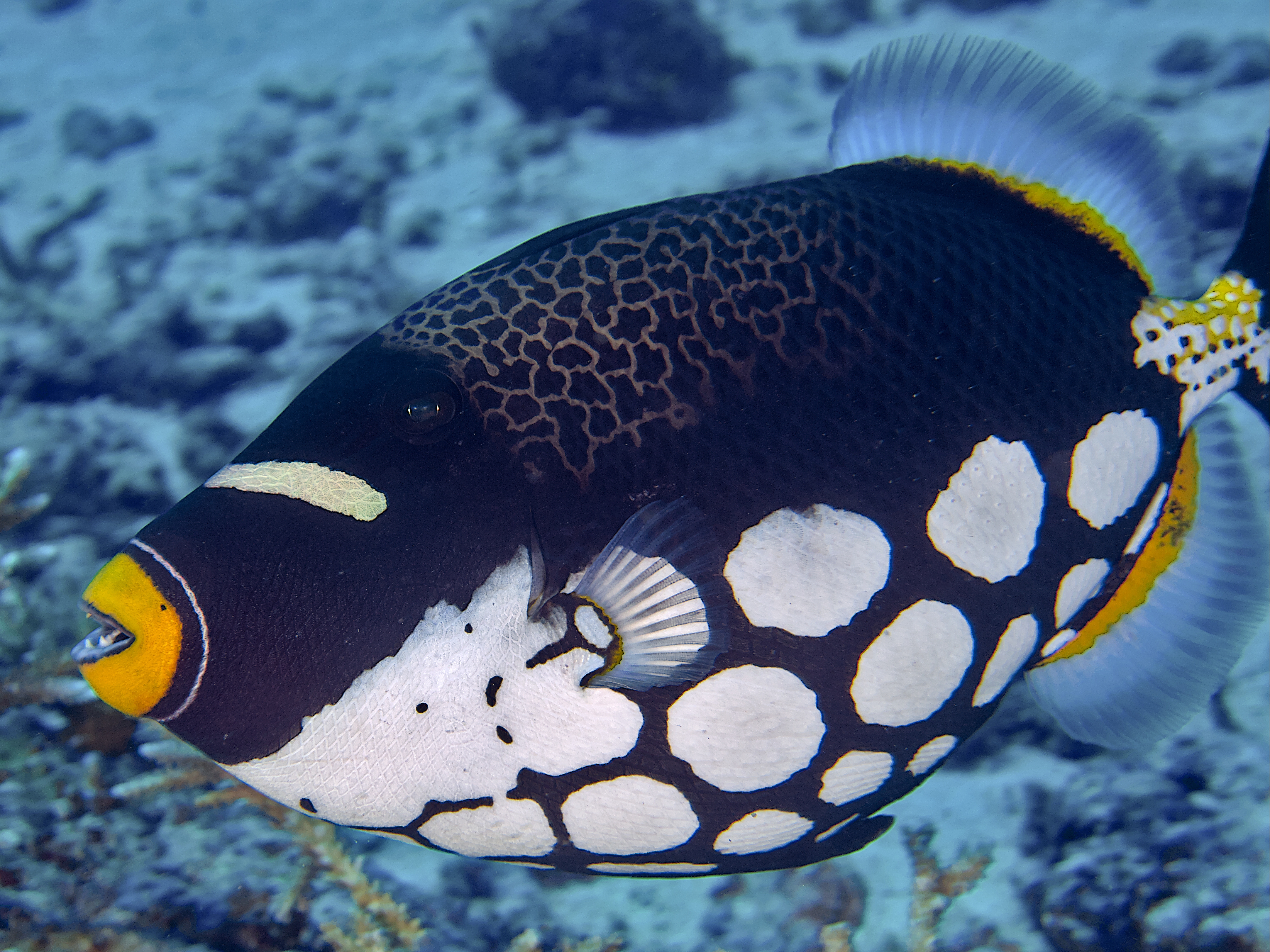 Clown Triggerfish - Balistoides conspicillum