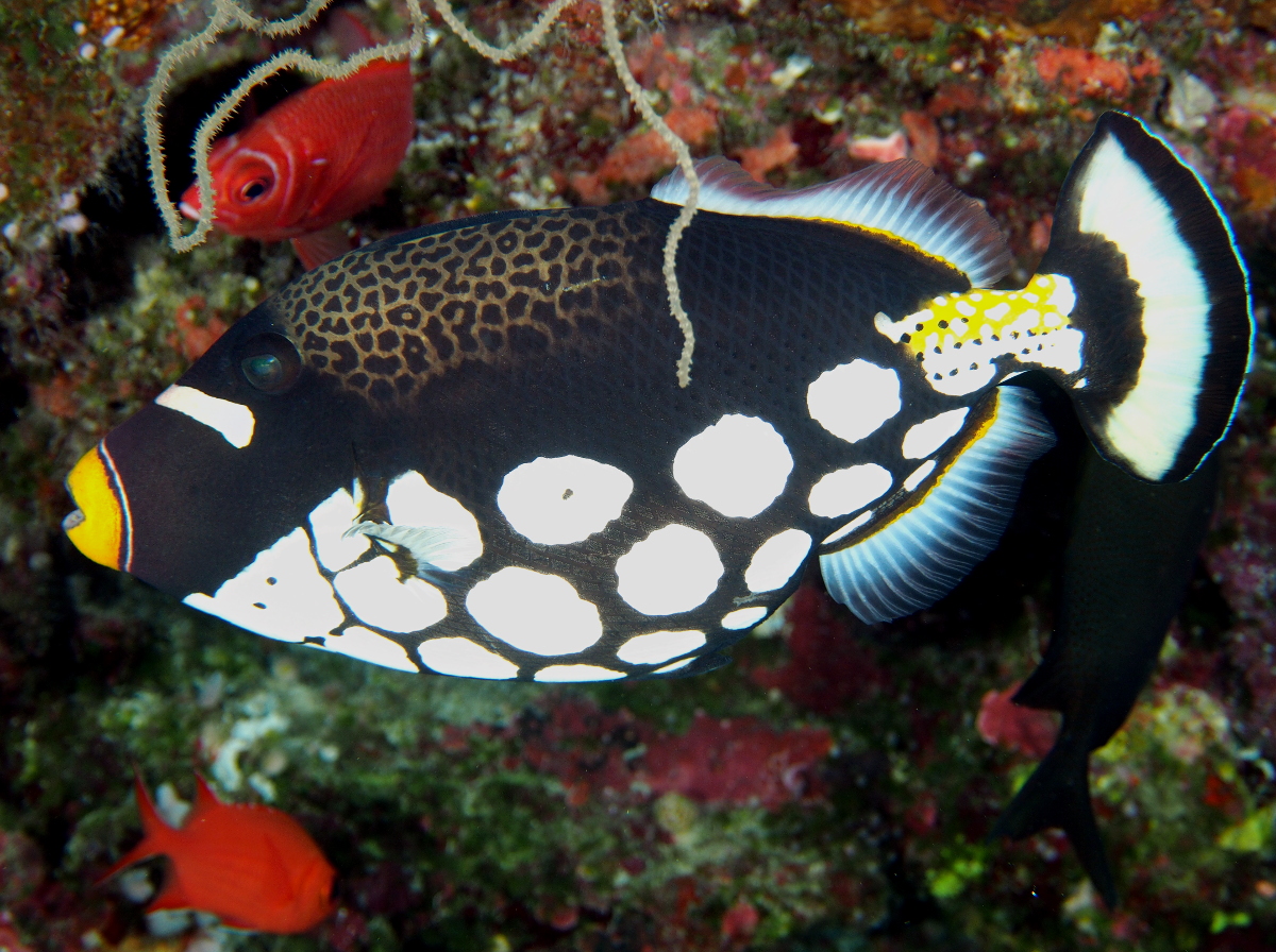 Clown Triggerfish - Balistoides conspicillum