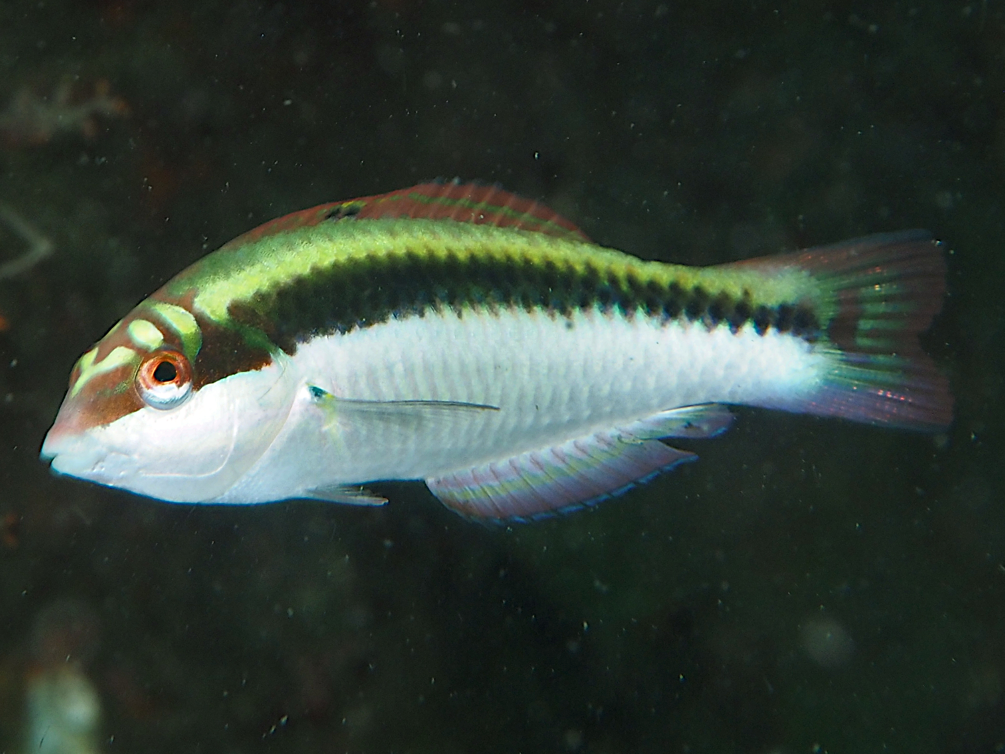 Clown Wrasse - Halichoeres maculipinna