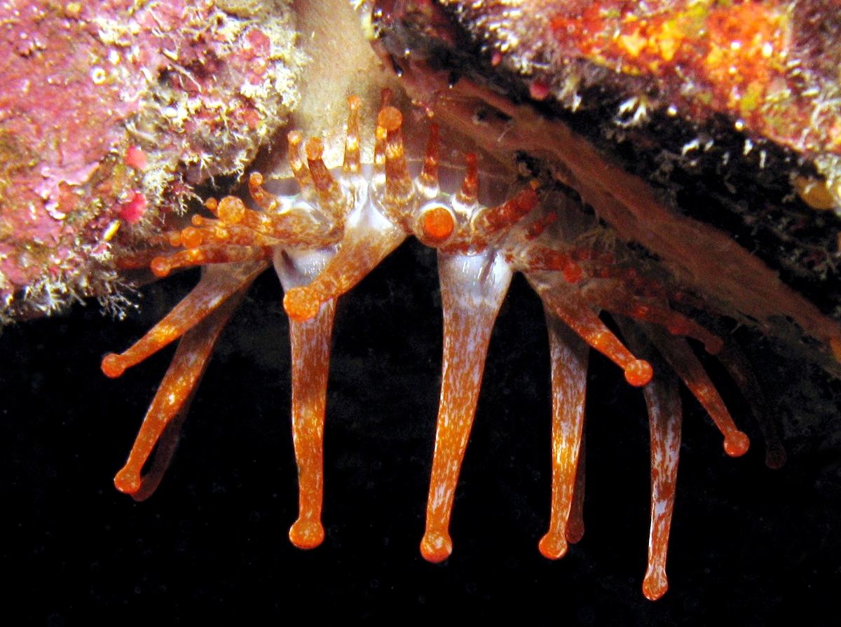 Club-Tipped Anemone - Telmatactis cricoides