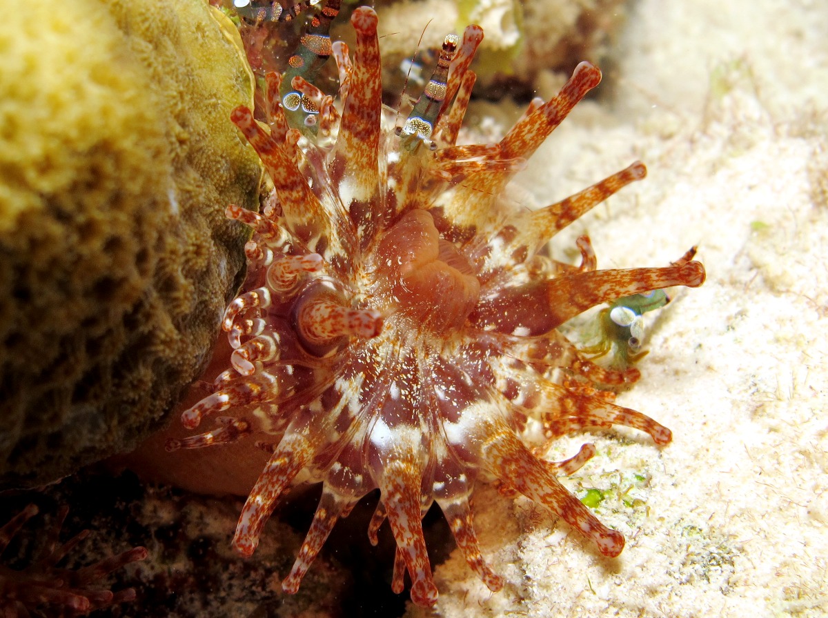 Club-Tipped Anemone - Telmatactis cricoides