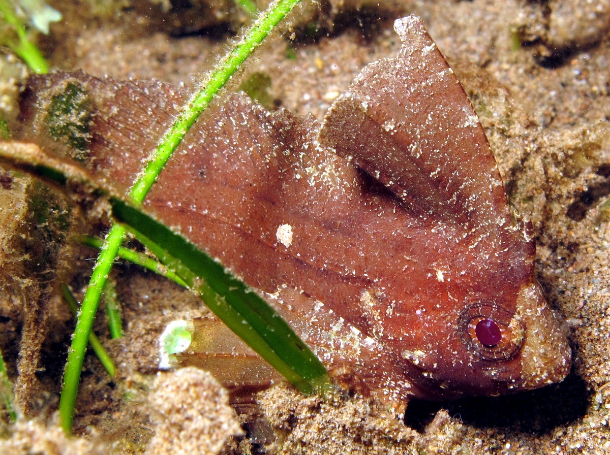 Cockatoo Waspfish - Ablabys taenianotus