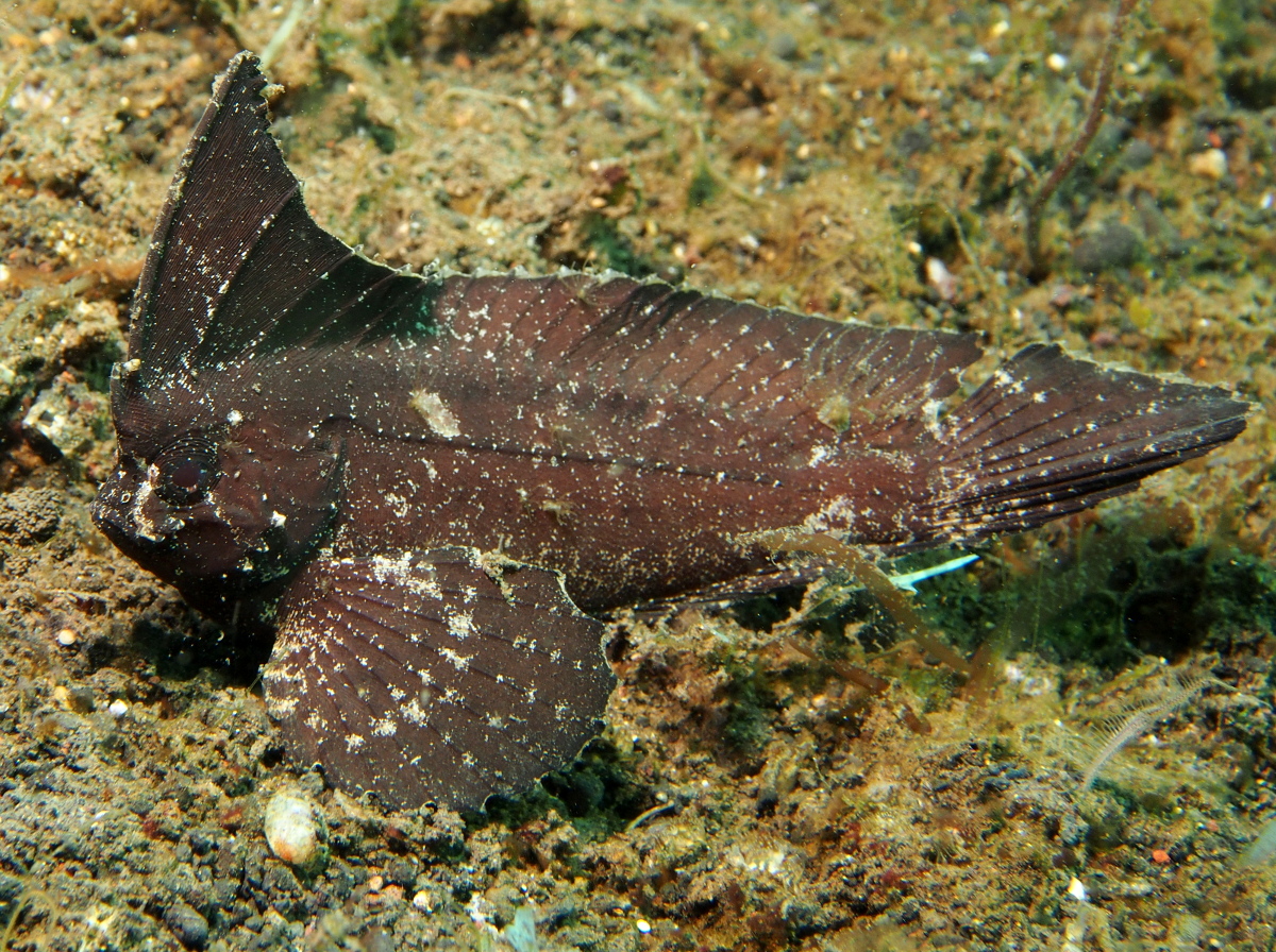 Cockatoo Waspfish - Ablabys taenianotus