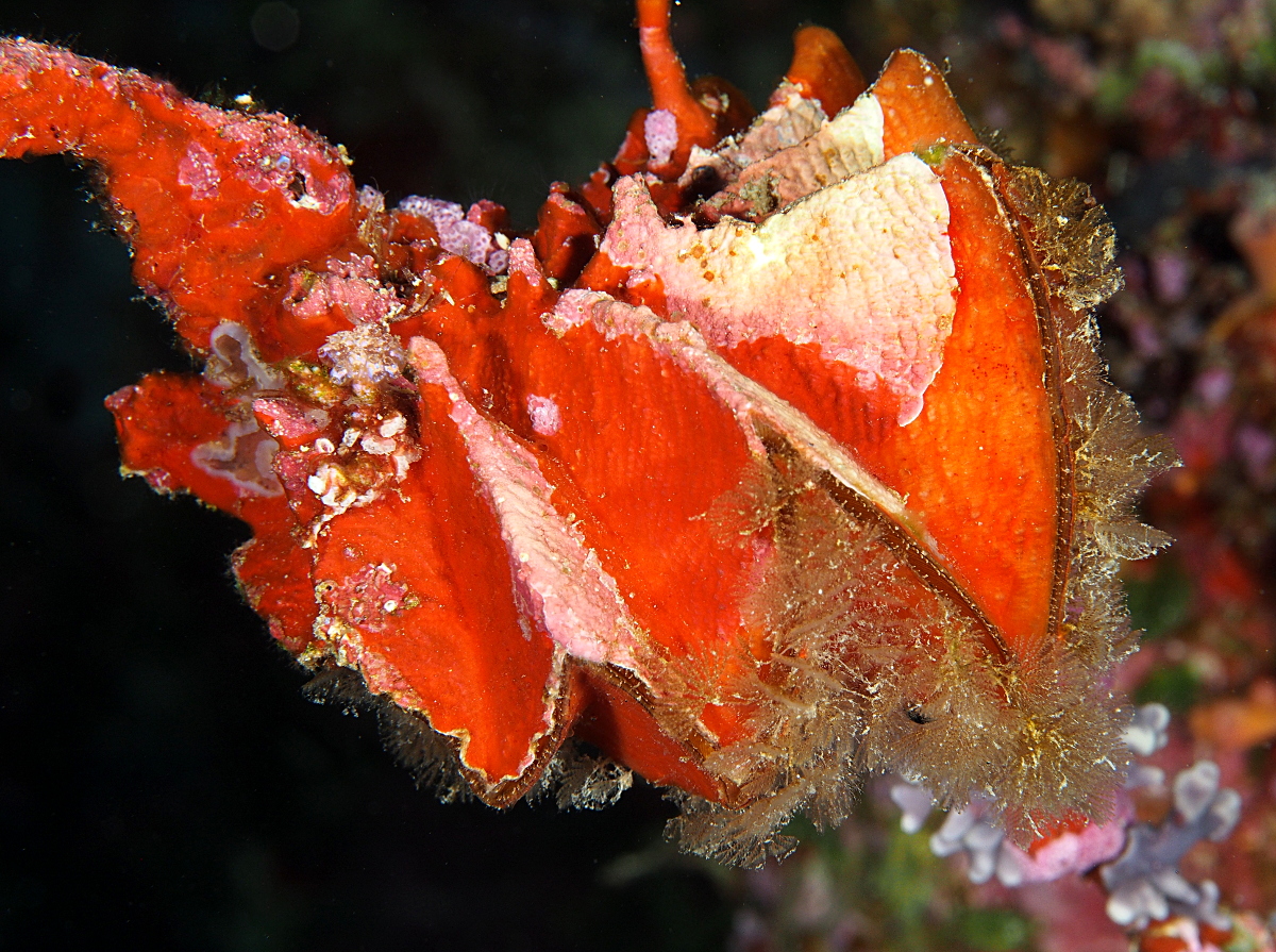 Cockscomb Oyster - Lopha cristagalli - Palau