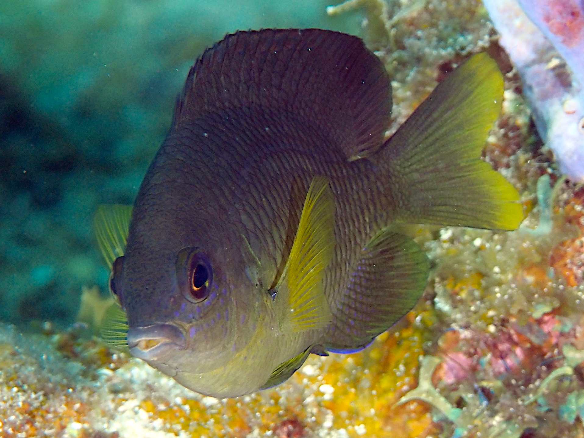 Caribbean Cocoa Damselfish - Stegastes xanthurus