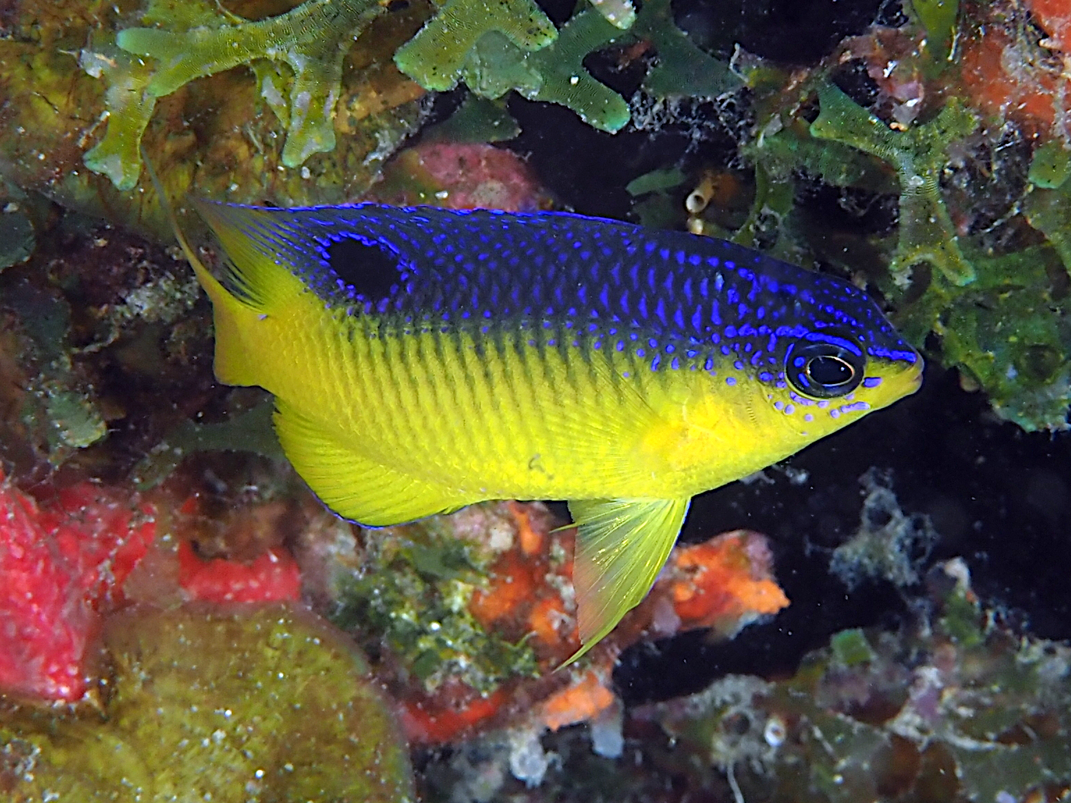 Caribbean Cocoa Damselfish - Stegastes xanthurus