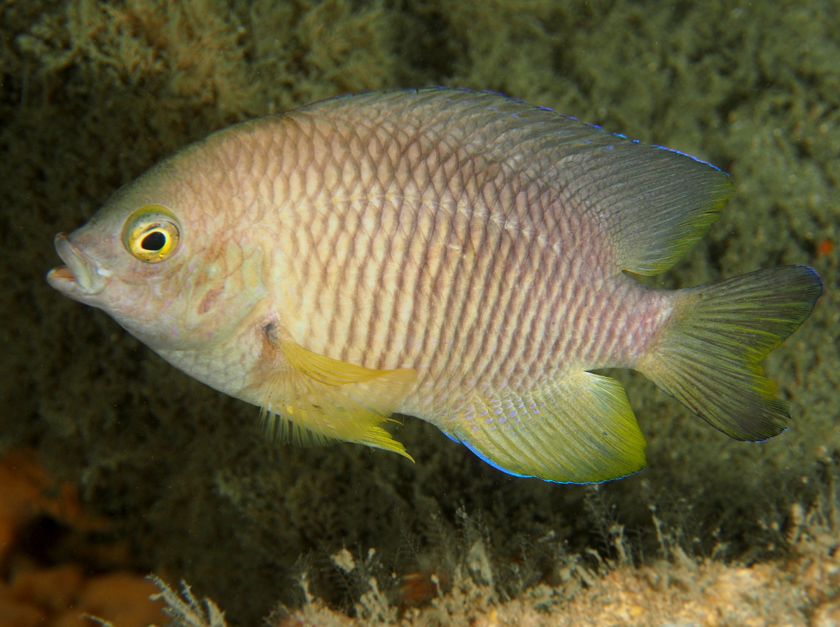 Caribbean Cocoa Damselfish - Stegastes xanthurus