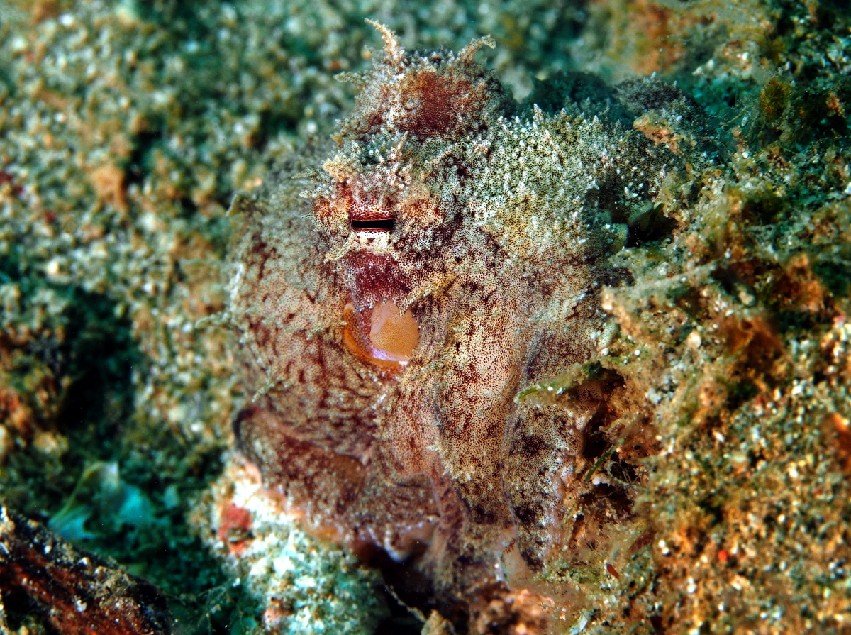 Coconut Octopus - Amphioctopus marginatus