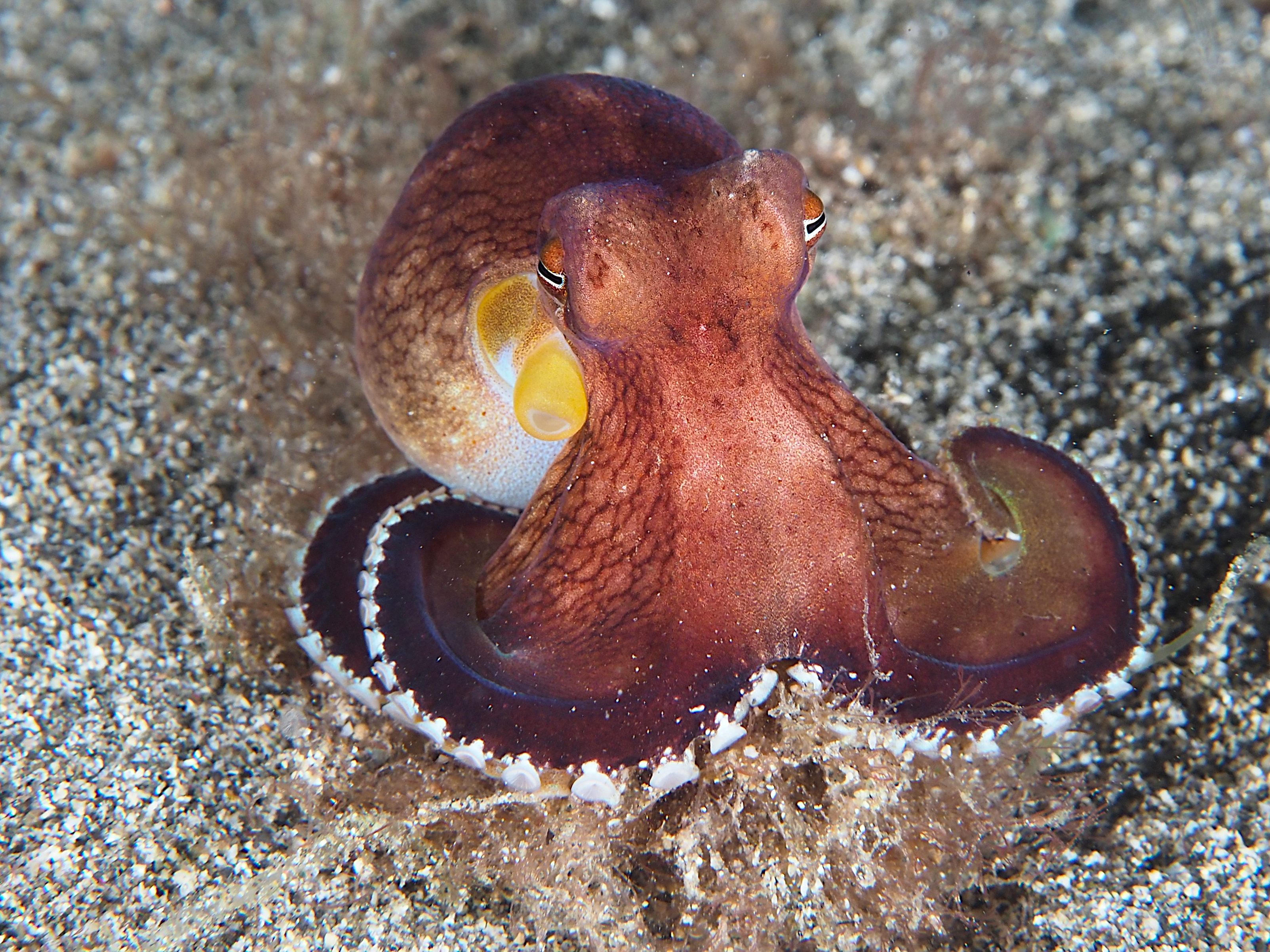 Coconut Octopus - Amphioctopus marginatus