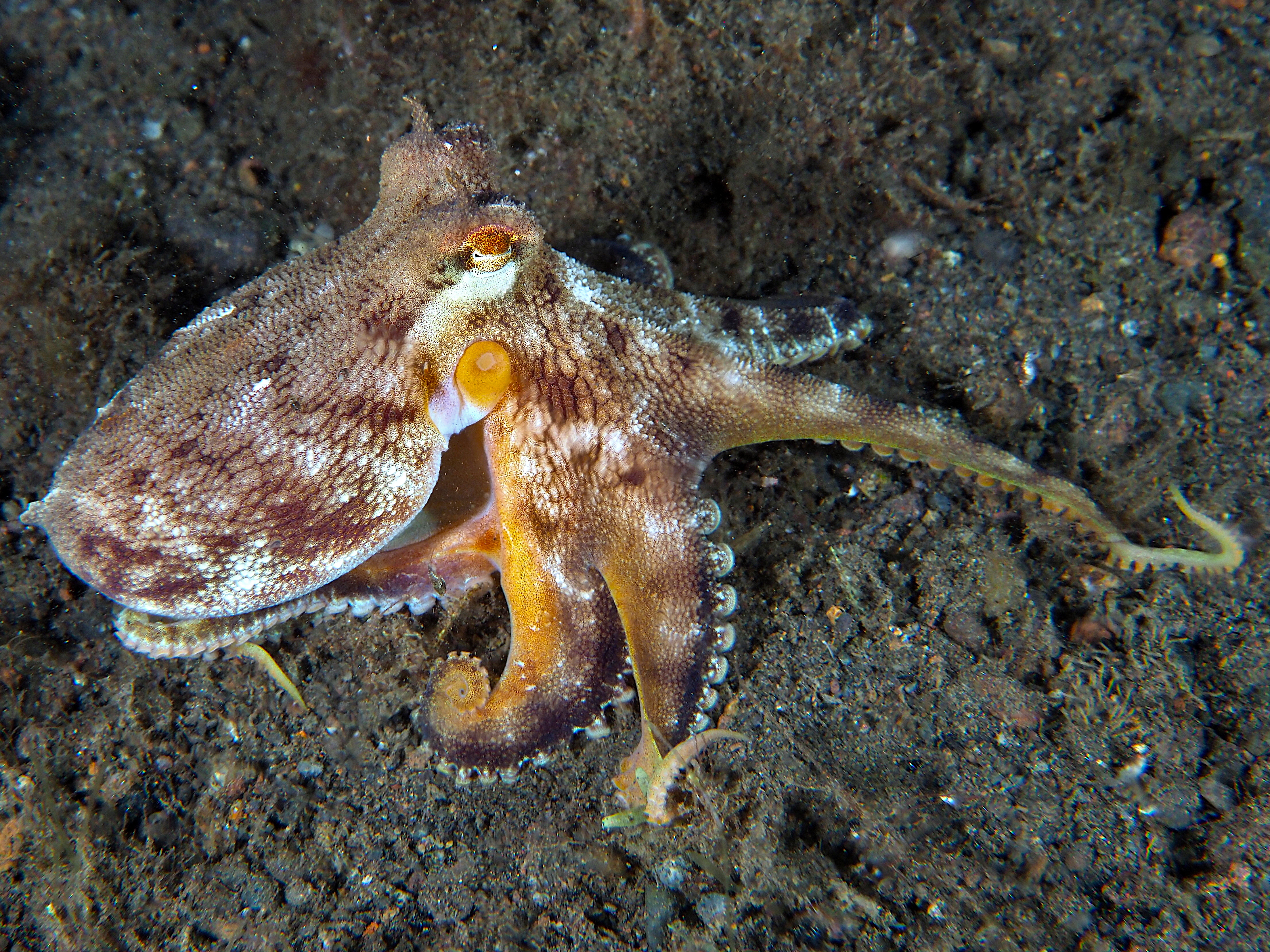 Coconut Octopus - Amphioctopus marginatus
