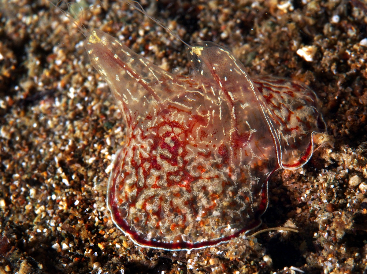 Coeloplana meteoris - Coeloplana meteoris