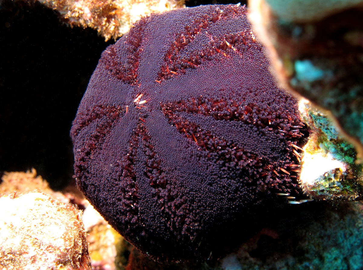 Collector Urchin - Tripneustes gratilla