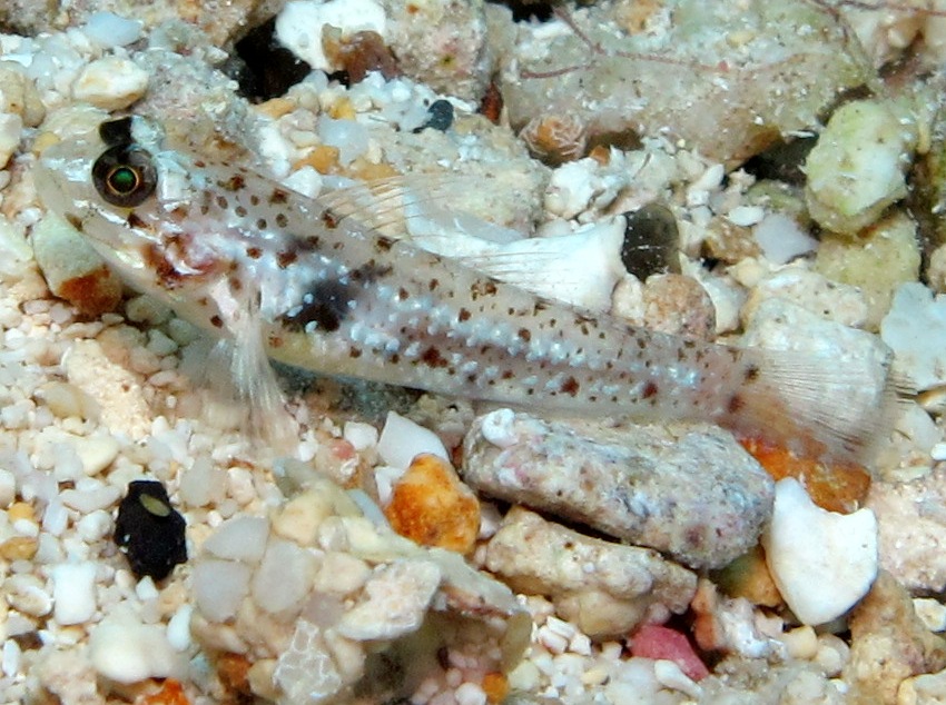 Colon Goby - Coryphopterus dicrus - Cozumel, Mexico