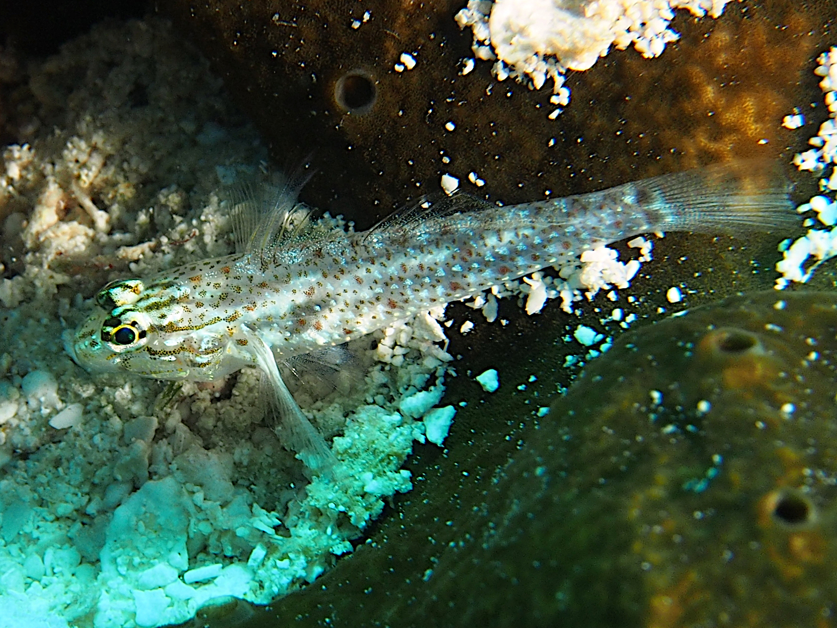 Colon Goby - Coryphopterus dicrus