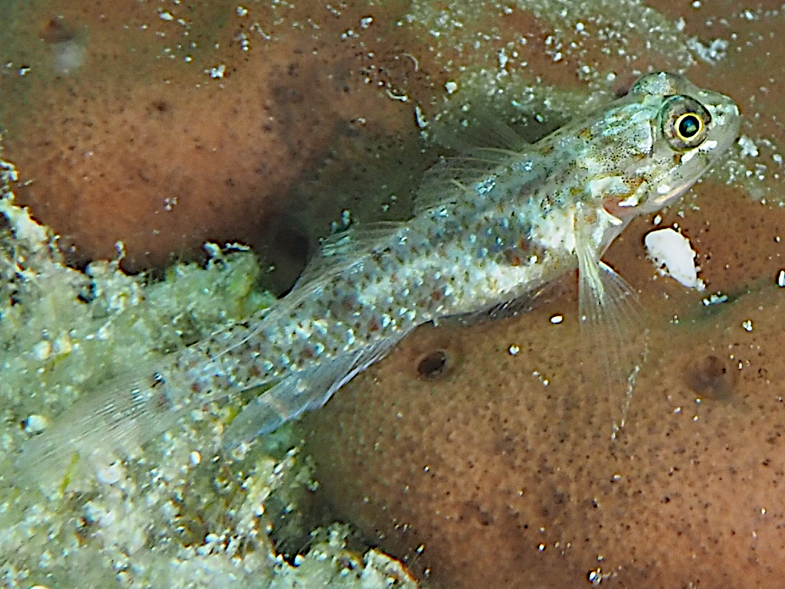 Colon Goby - Coryphopterus dicrus