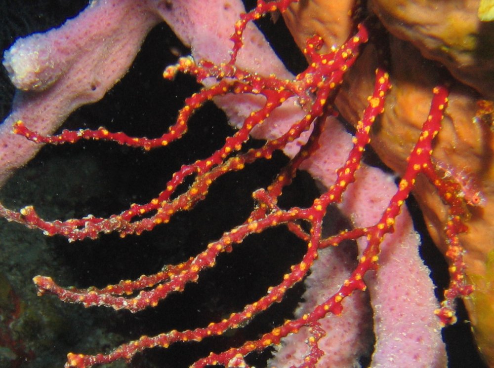 Colorful Sea Rod - Diodogorgia nodulifera - Roatan, Honduras