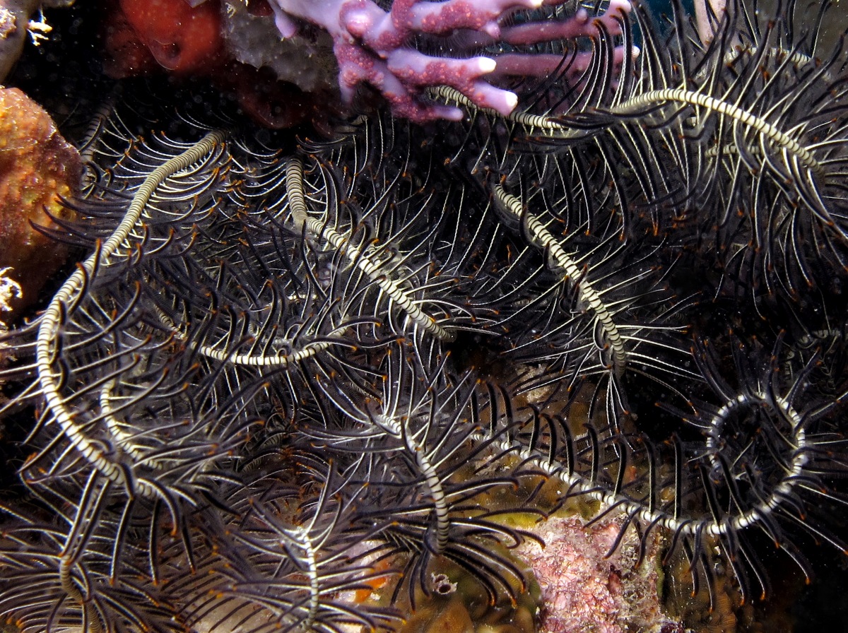 Crevice Feather Star - Comanthus suavia - Palau