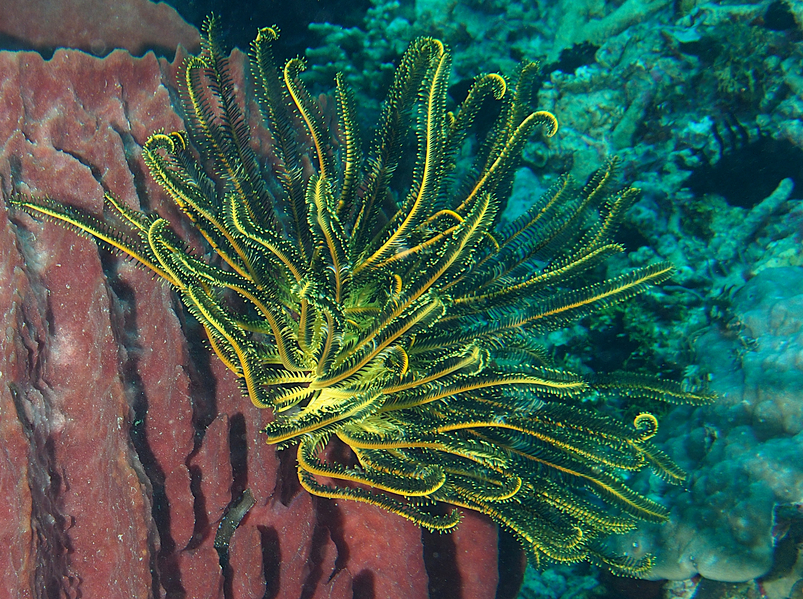 Schlegel's Feather Star - Comaster schlegelii - Wakatobi, Indonesia