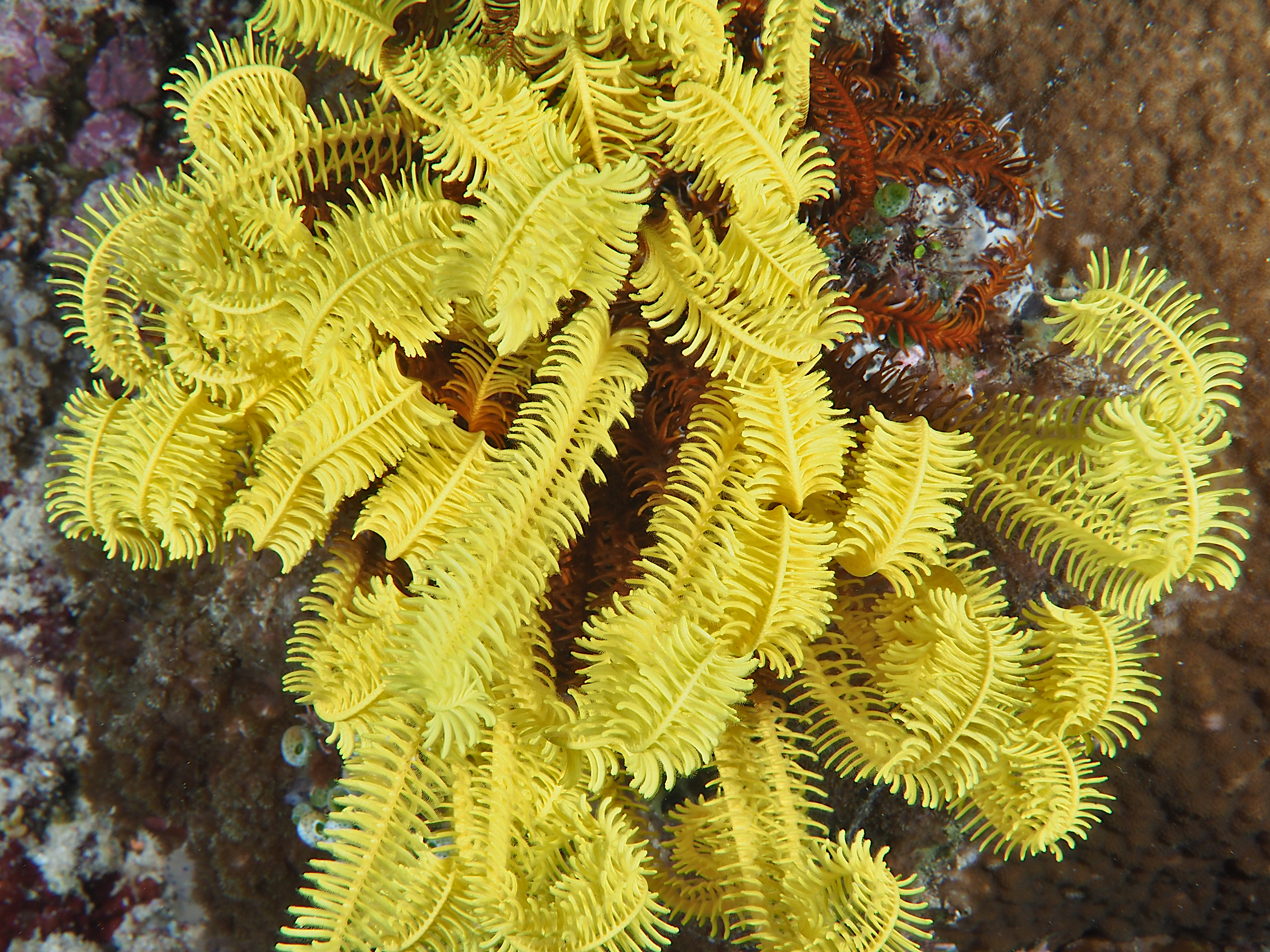 Schlegel's Feather Star - Comaster schlegelii
