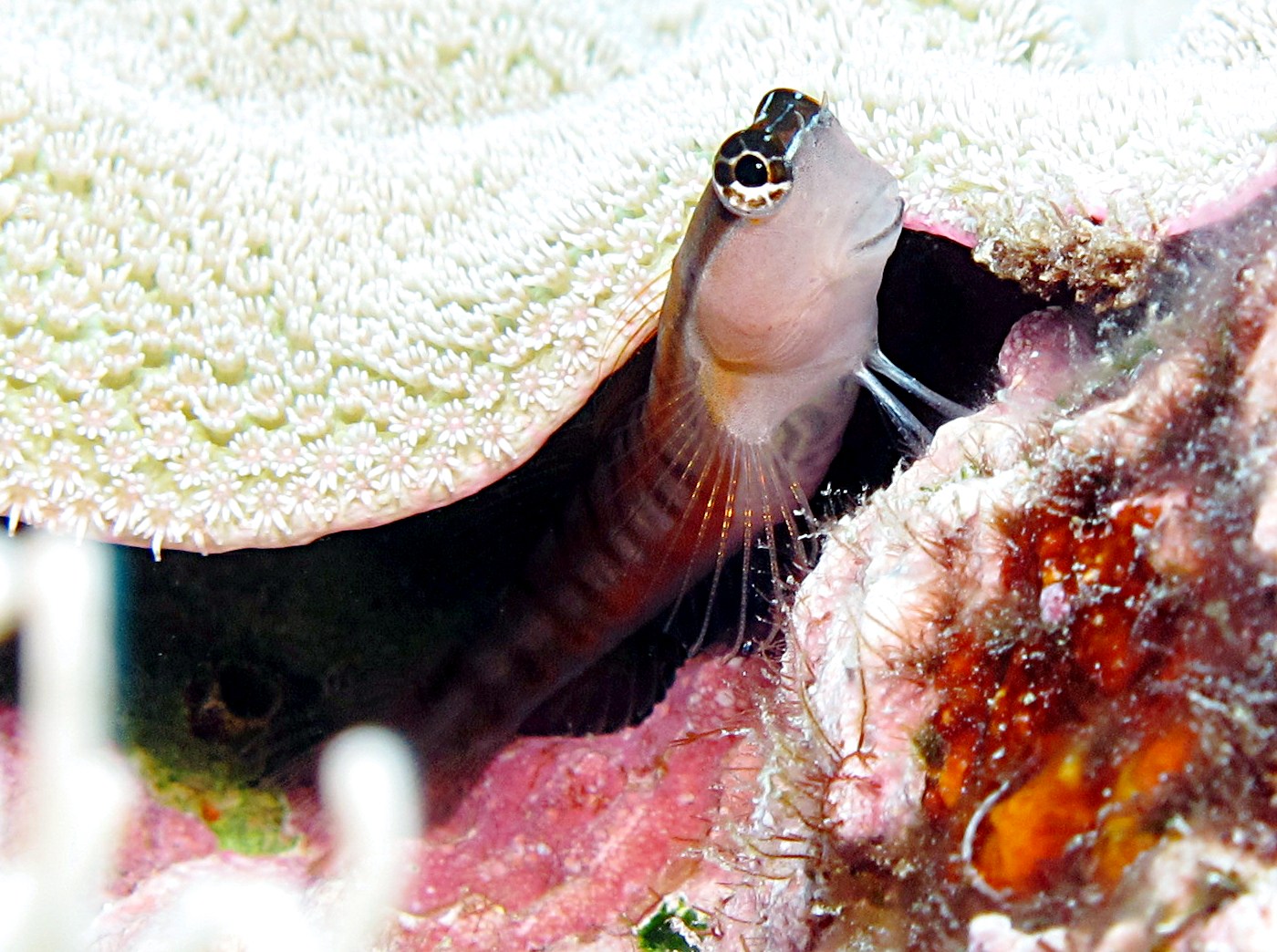 Comical Coralblenny - Ecsenius opsifrontalis