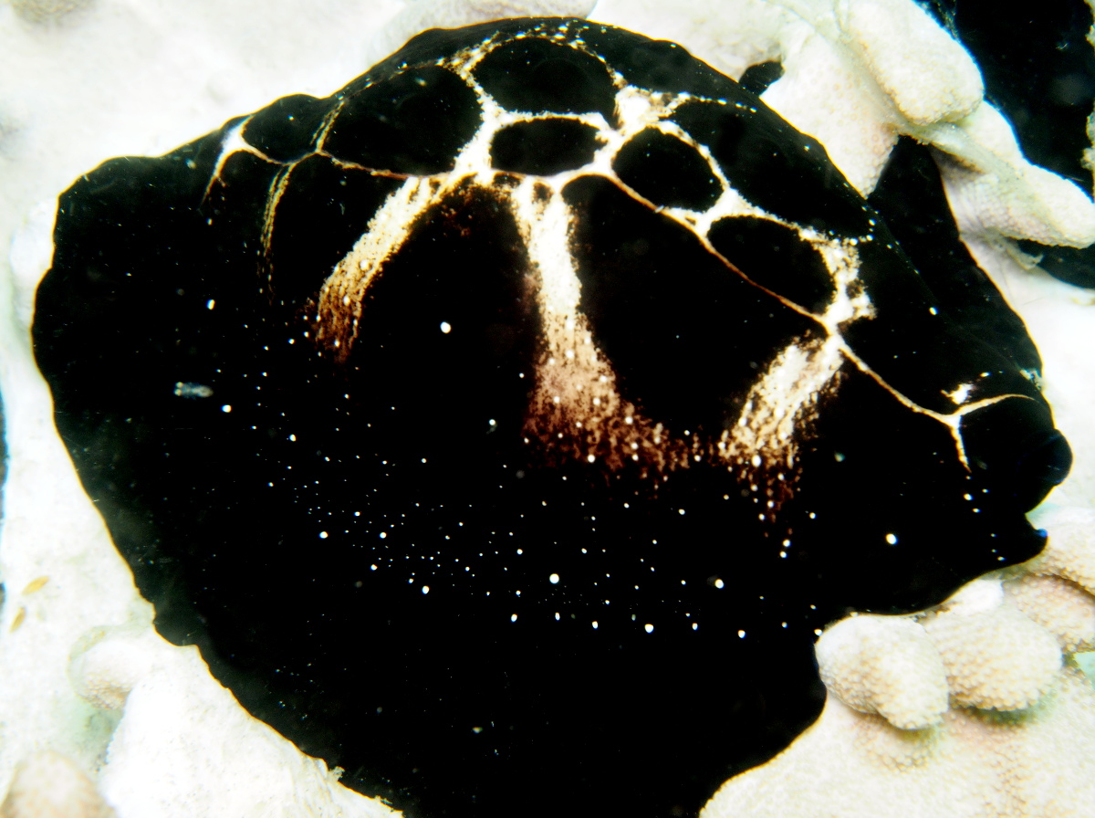 Common Egg Cowry - Ovula ovum - Lembeh Strait, Indonesia