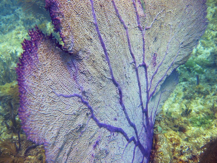 Common Sea Fan - Gorgonia ventalina