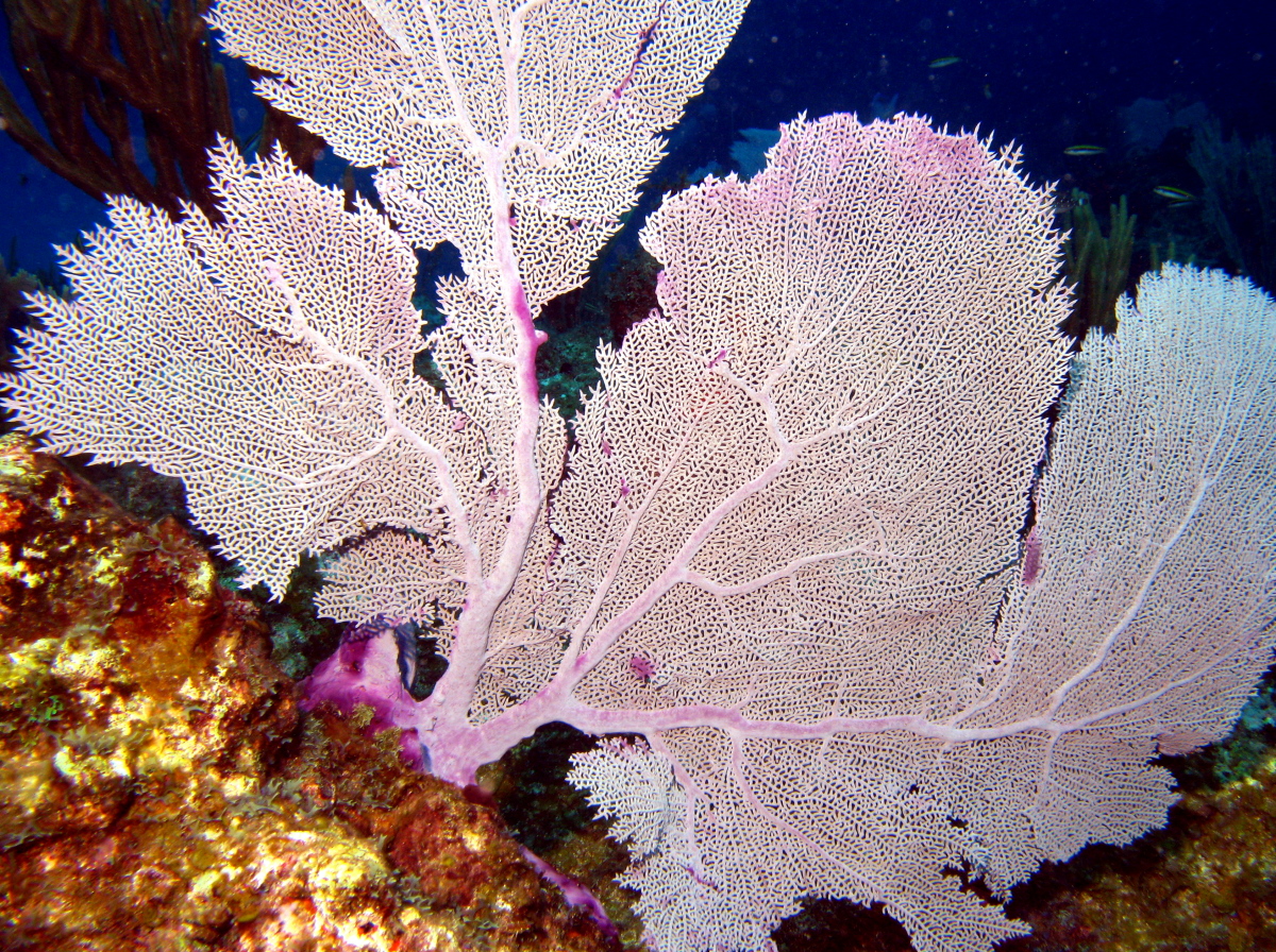 Common Sea Fan - Gorgonia ventalina