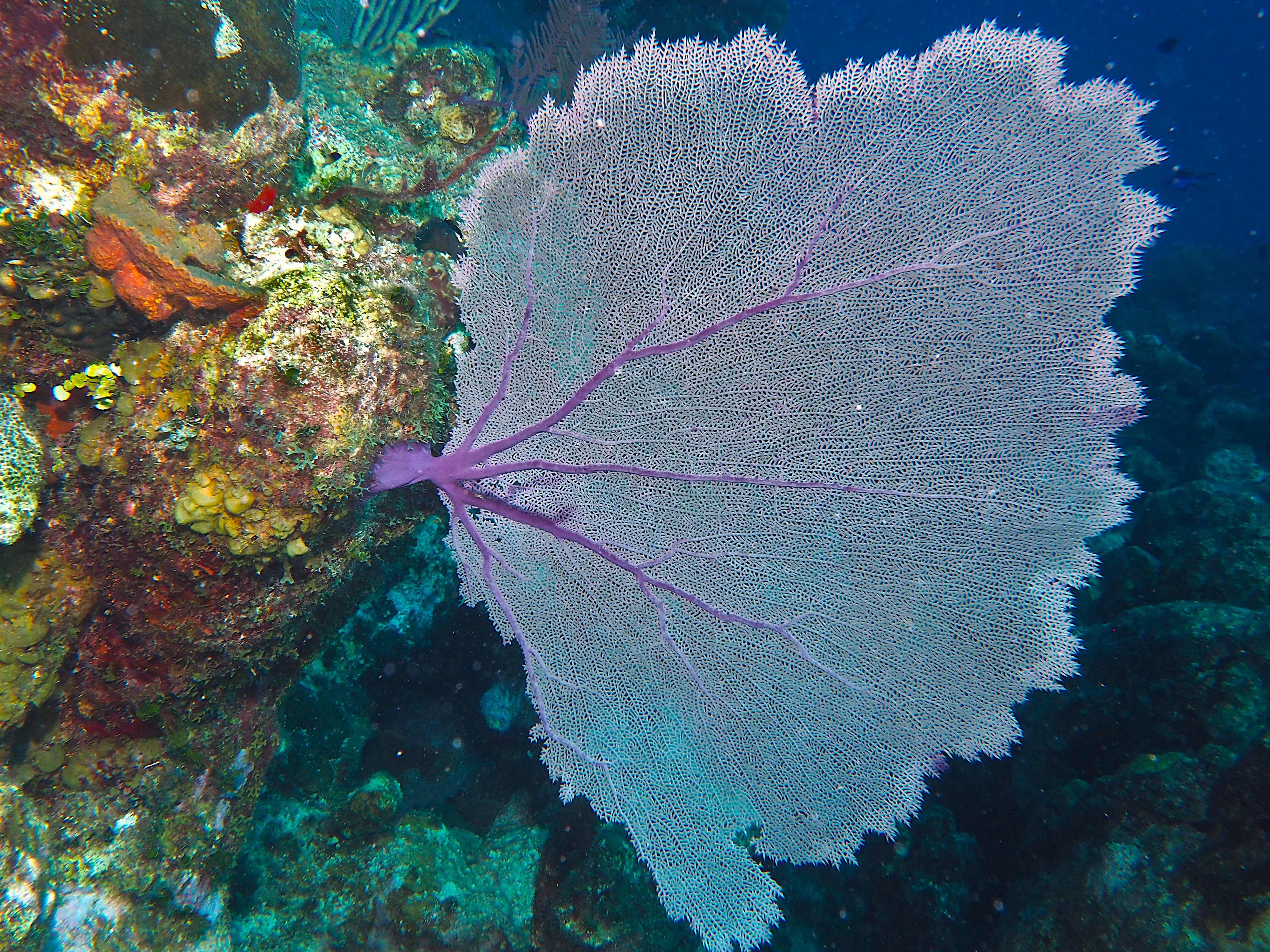 Common Sea Fan - Gorgonia ventalina