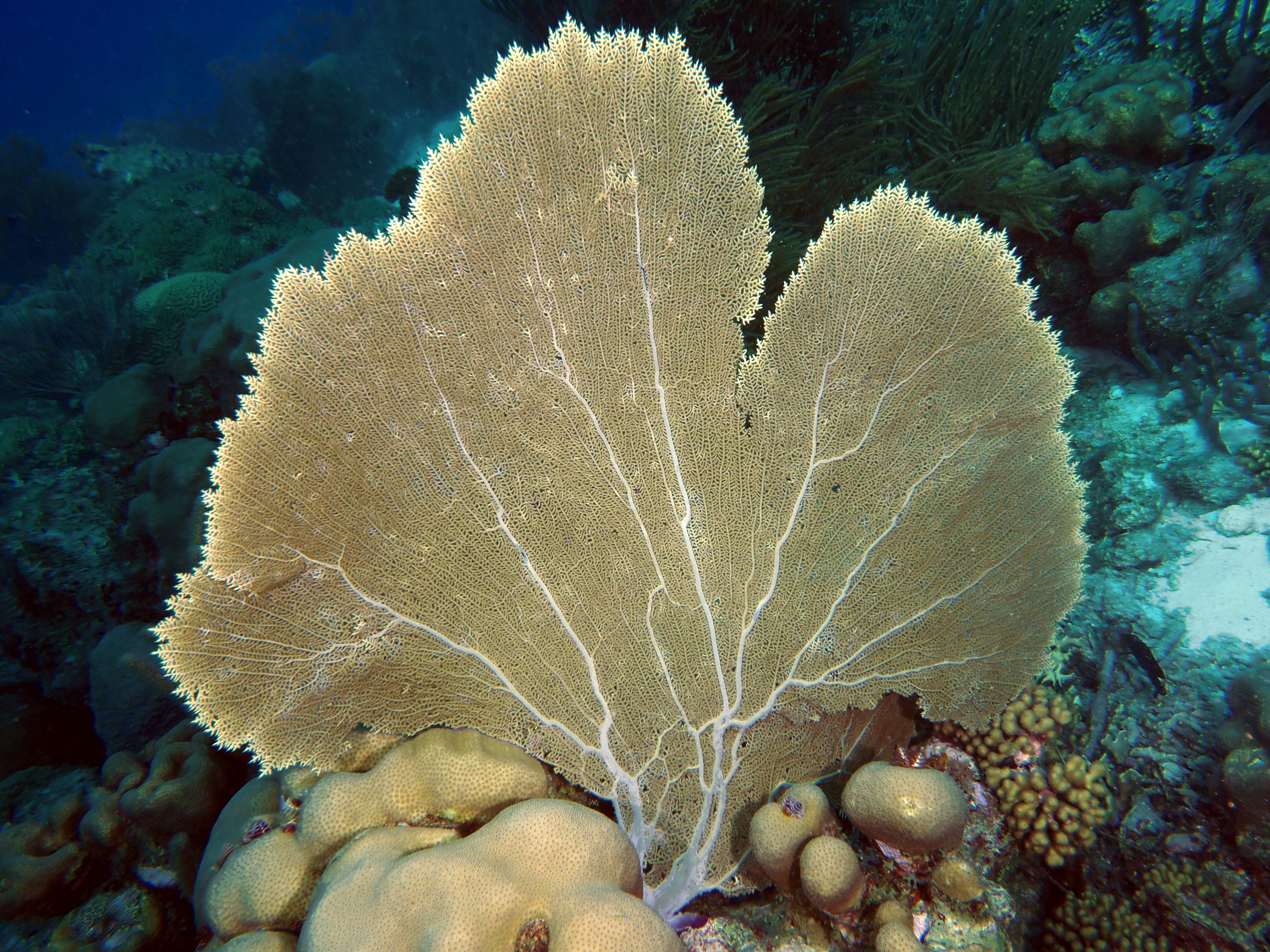 Common Sea Fan - Gorgonia ventalina