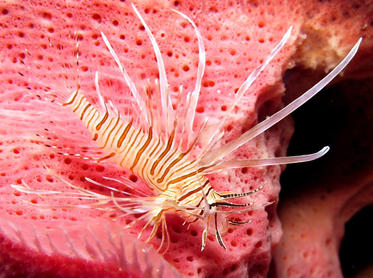Red Lionfish - Pterois volitans
