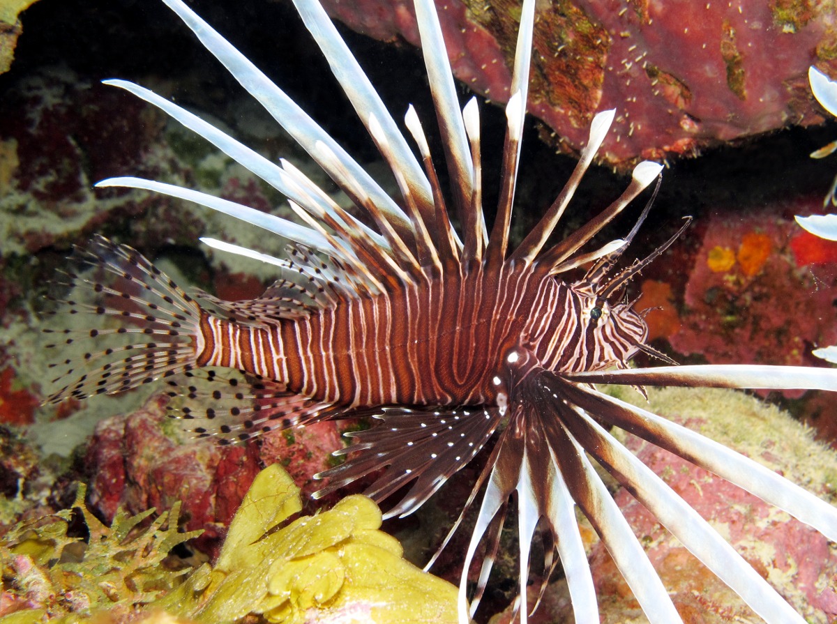 Red Lionfish - Pterois volitans