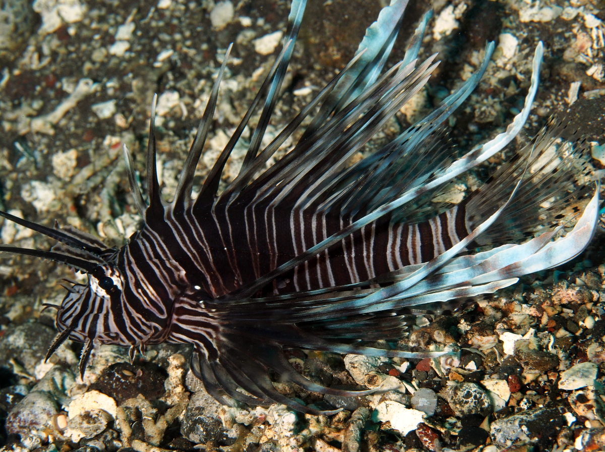 Red Lionfish - Pterois volitans