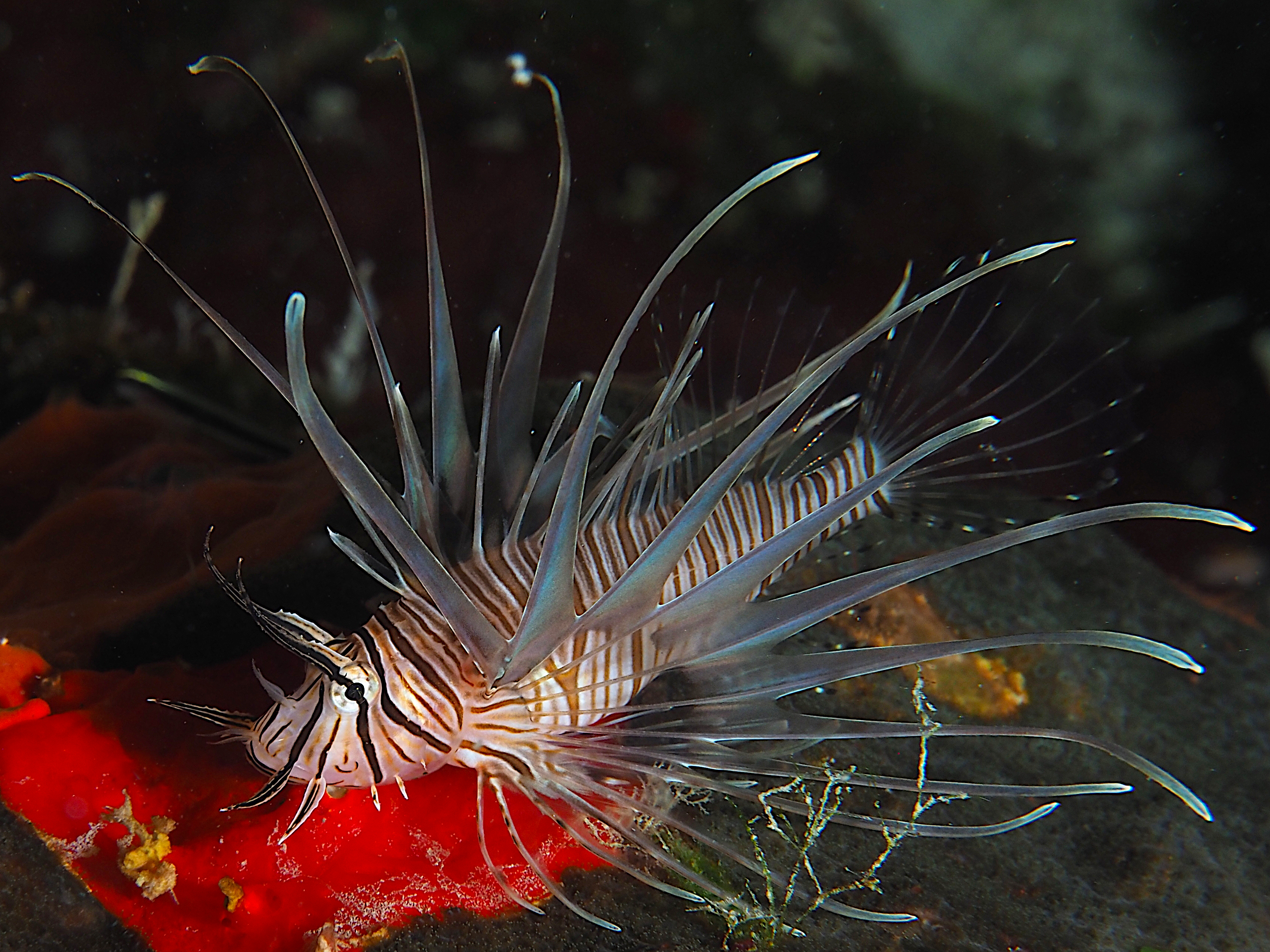 Red Lionfish - Pterois volitans