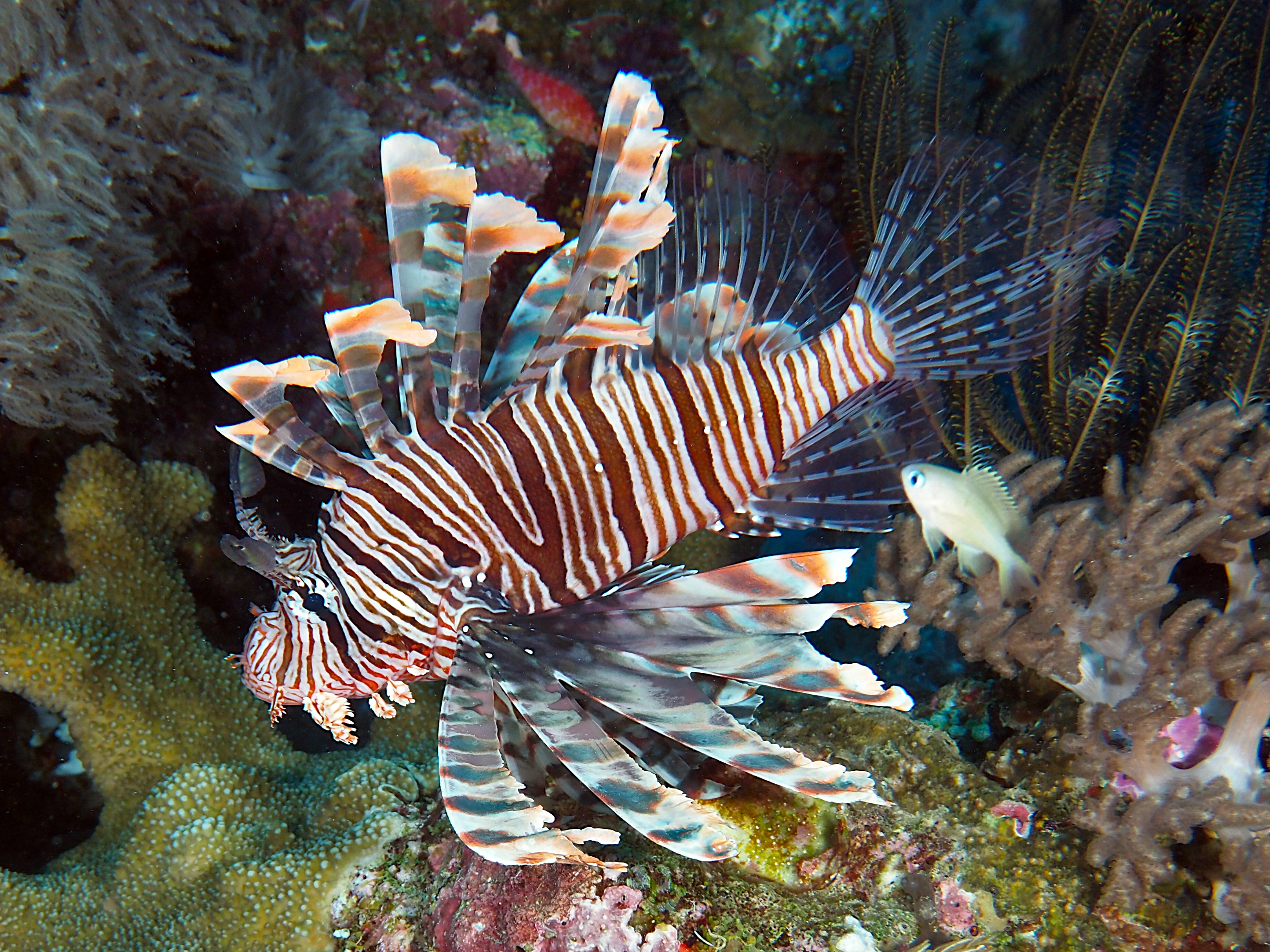 Red Lionfish - Pterois volitans
