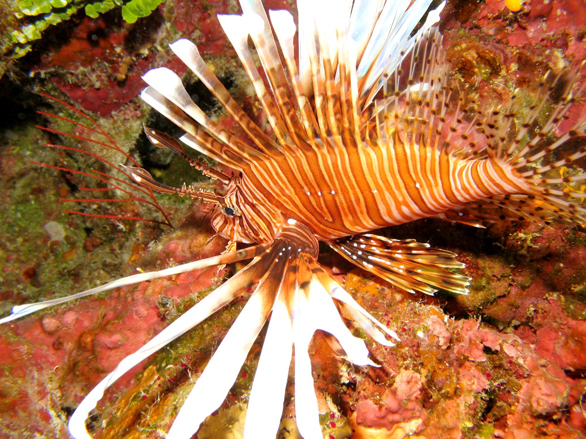 Red Lionfish - Pterois volitans