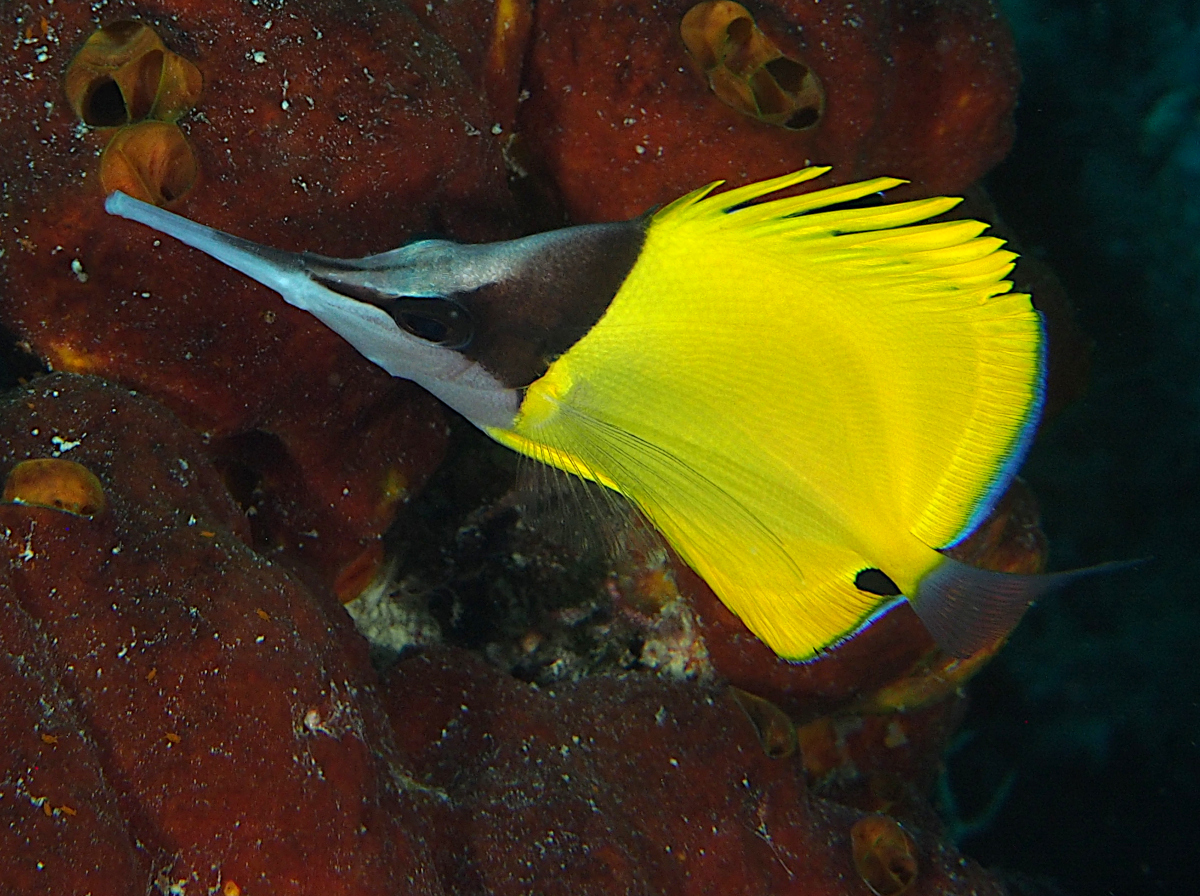 Longnose Butterflyfish - Forcipiger flavissimus