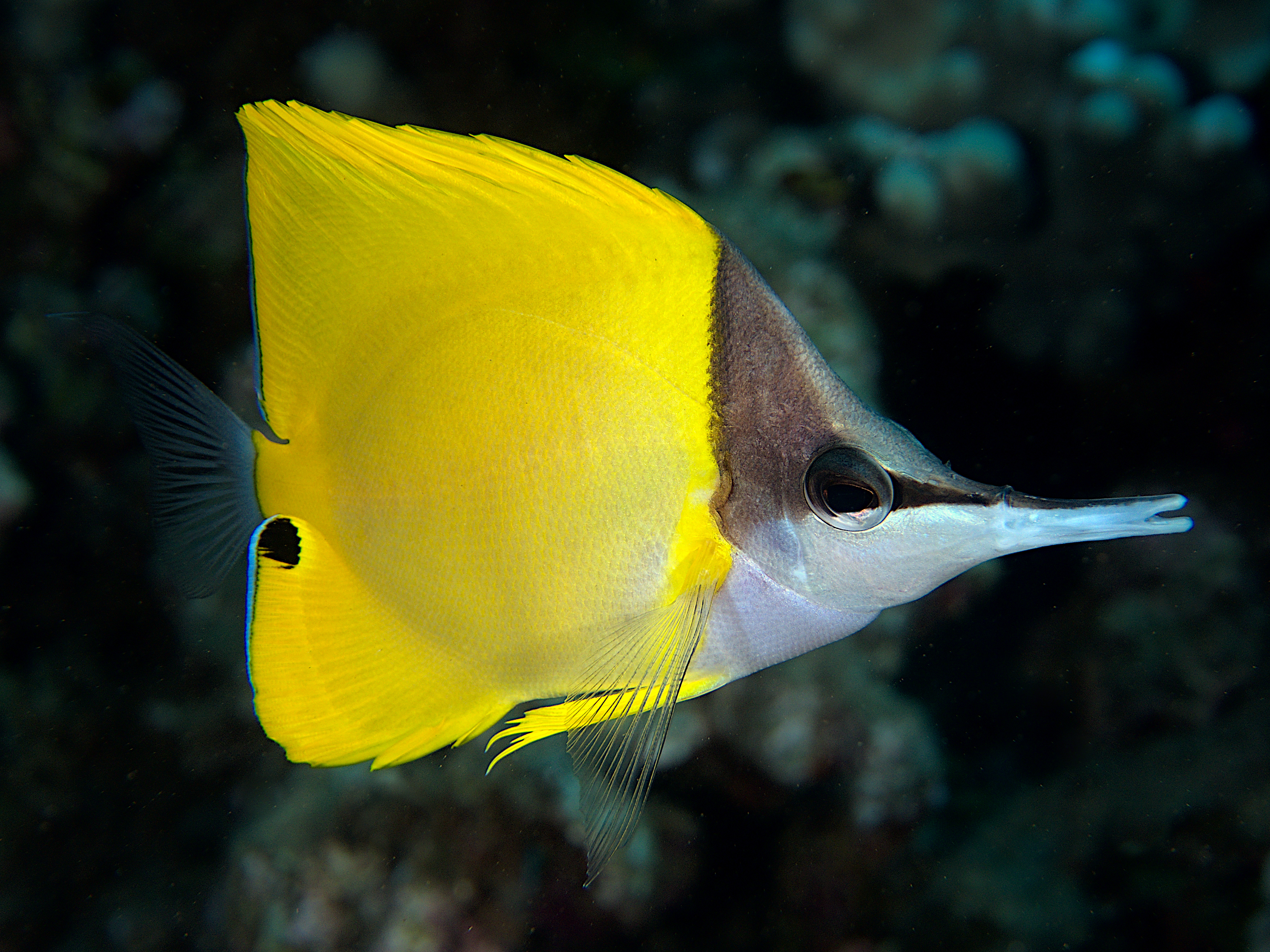 Longnose Butterflyfish - Forcipiger flavissimus