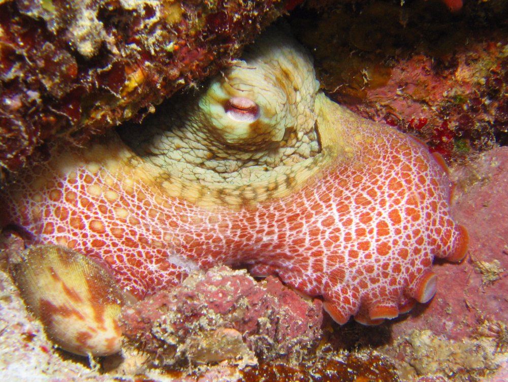 Common Octopus - Octopus vulgaris