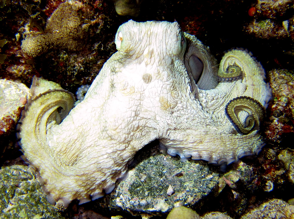 Common Octopus - Octopus vulgaris - St John, USVI - Photo 11 - Tropical ...