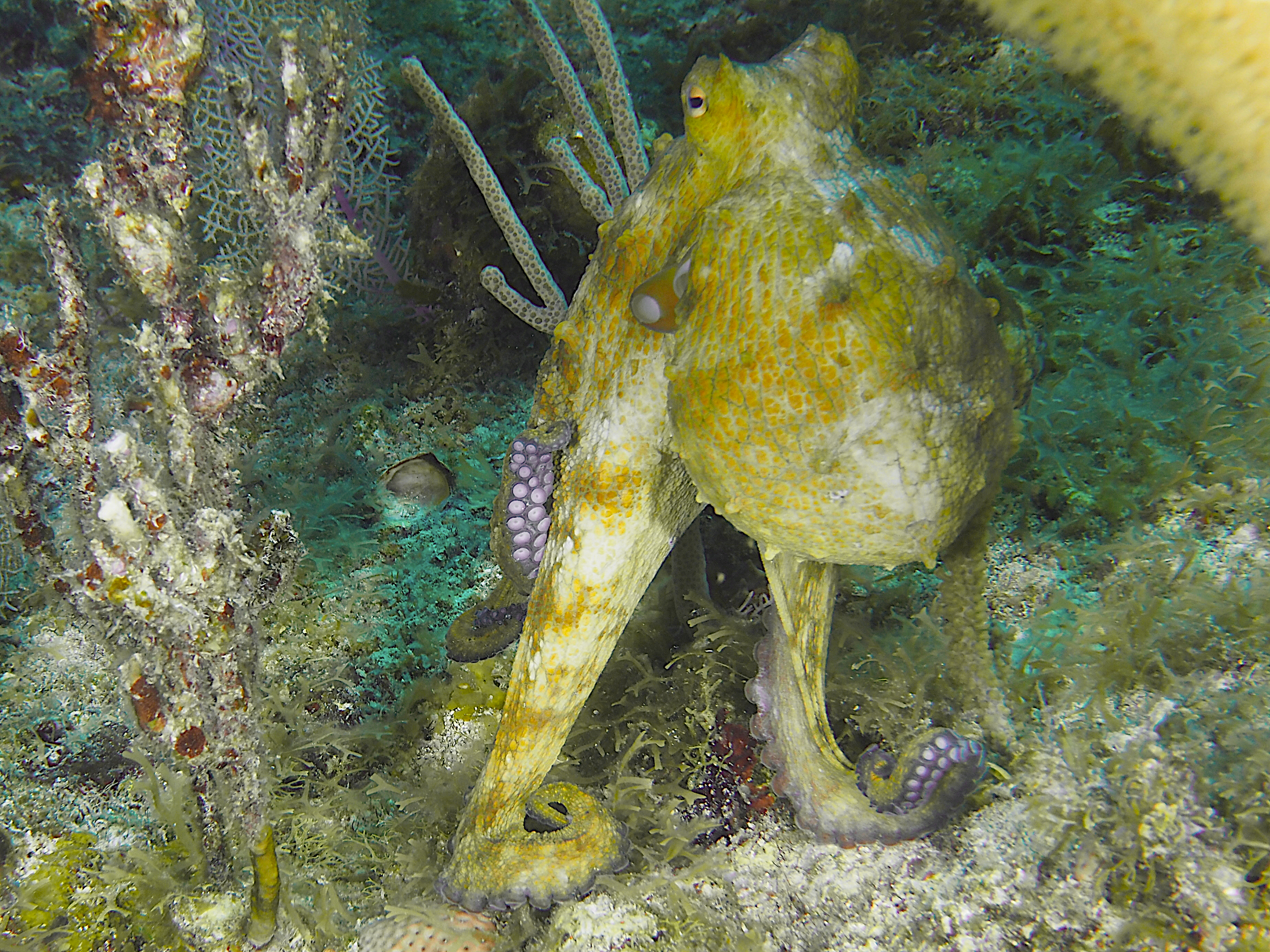 Common Octopus - Octopus vulgaris